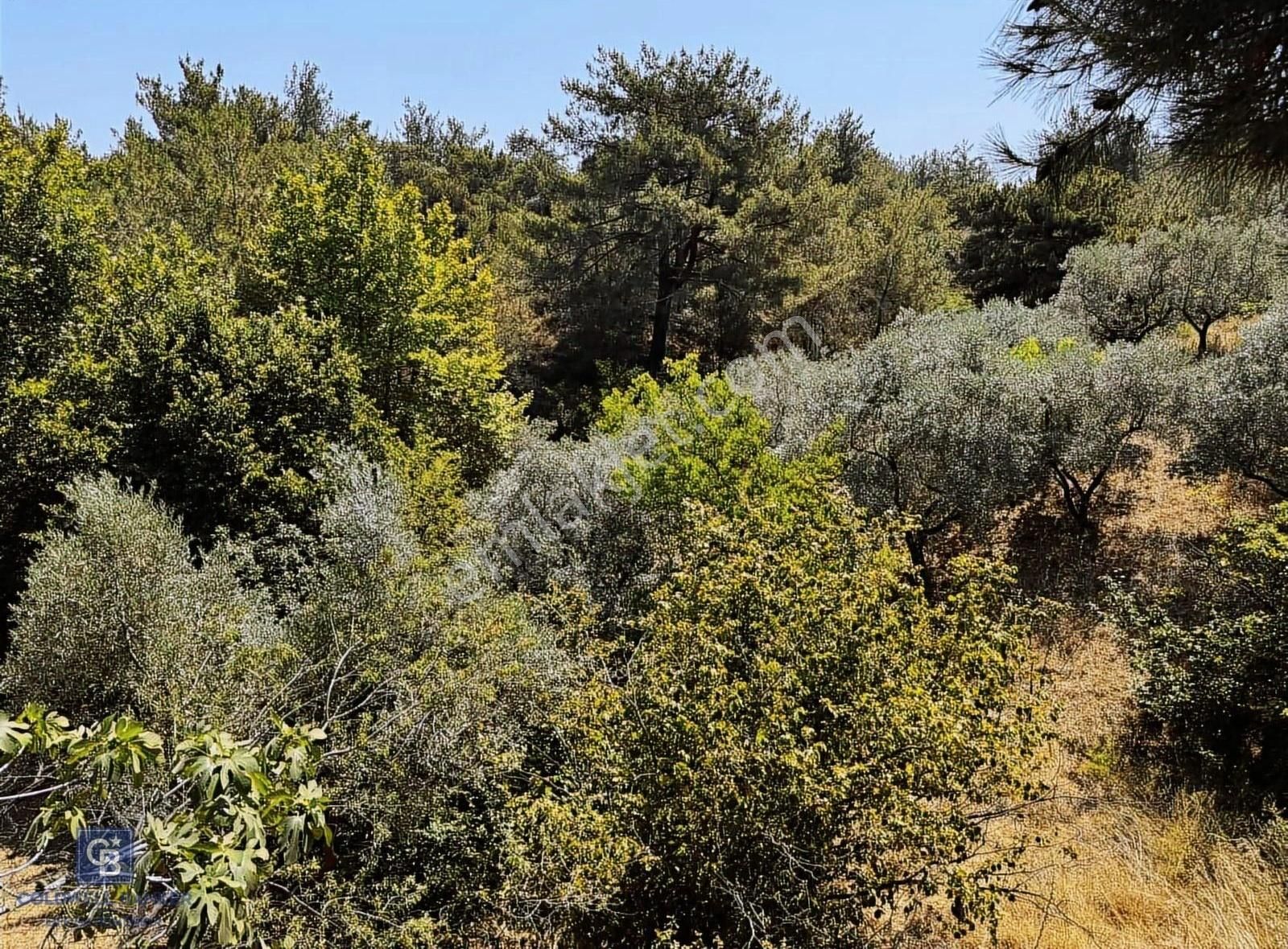 Kemalpaşa Armutlu'da 22.000 M2 Muhteşem Manzaralı Zeytinlik - Görsel 4