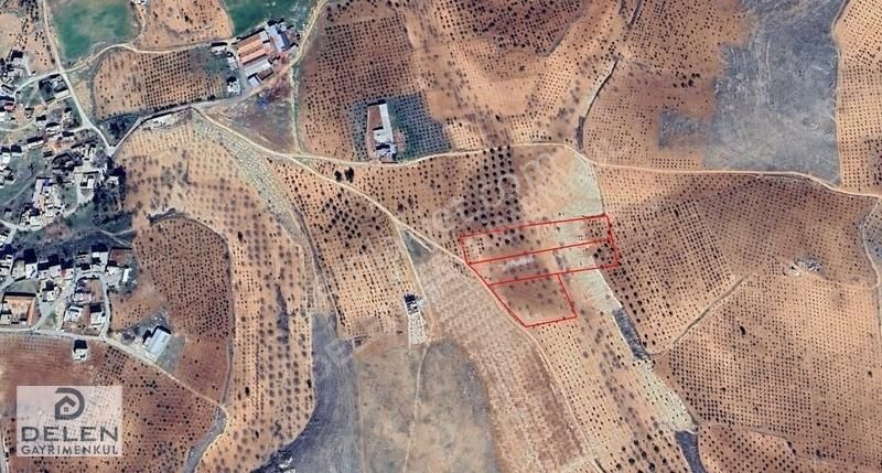 Delen Gayrimenkul'den Yetişkin Fıstık Ağaçlı Tarla