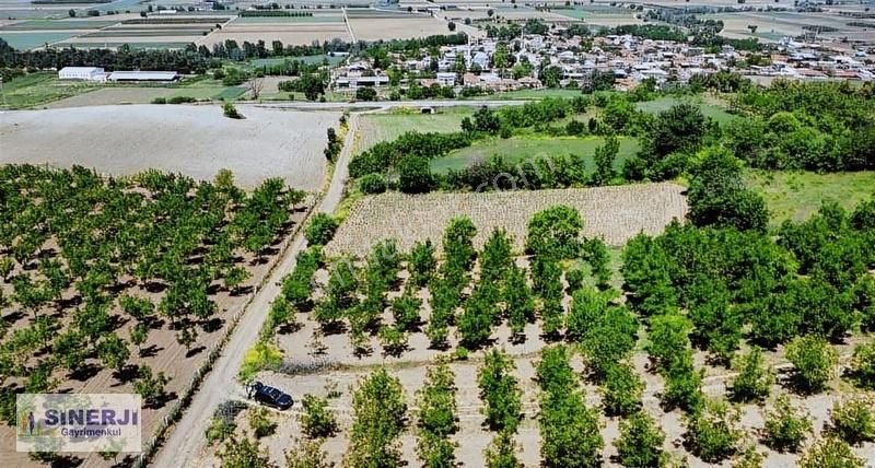 Yenişehir Söylemiş Satılık 1300m2 Yetişmiş Bakımlı Ceviz Bahçesi