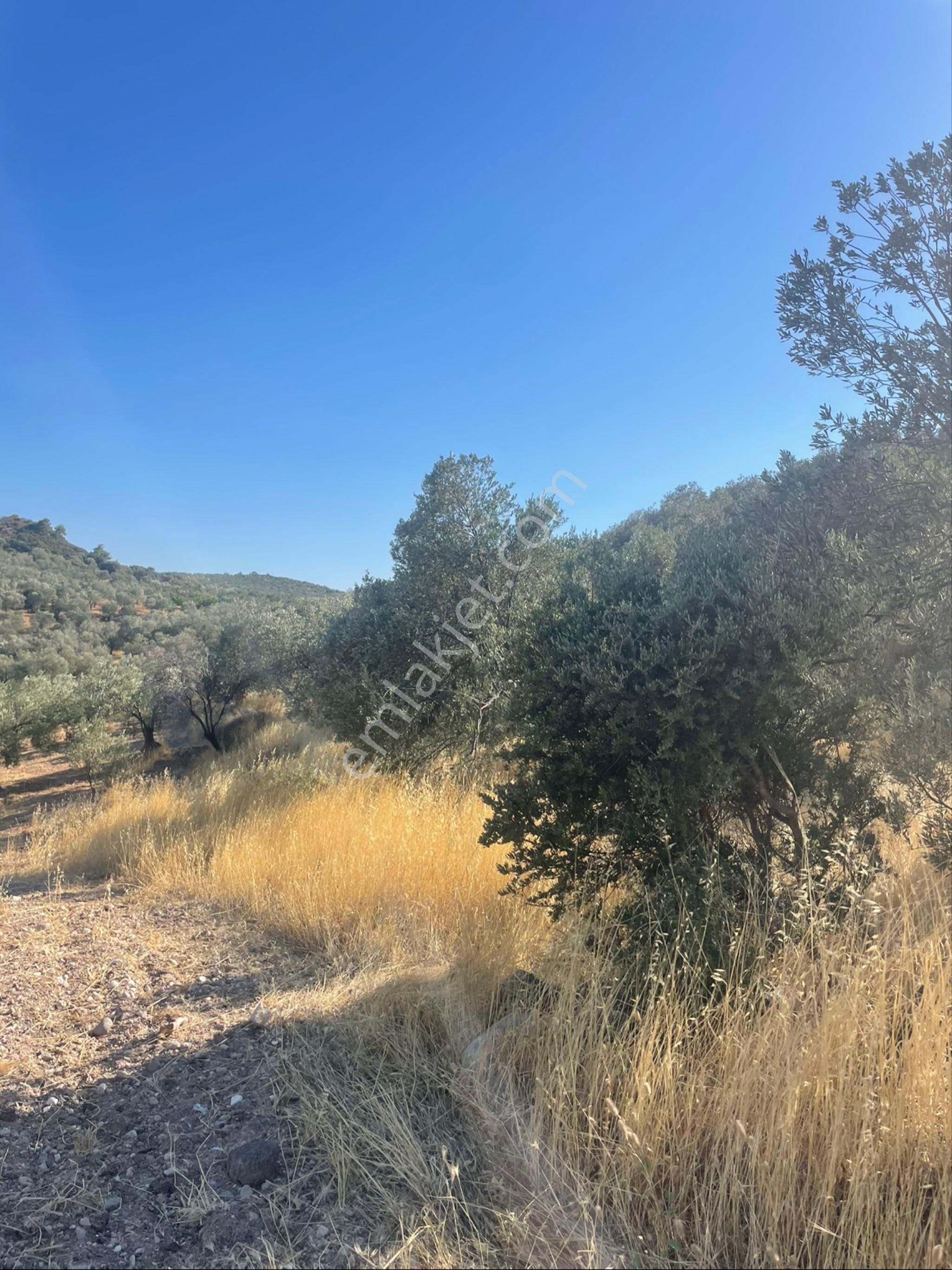 Zeytinlik Uygun Fiyat - Görsel 4