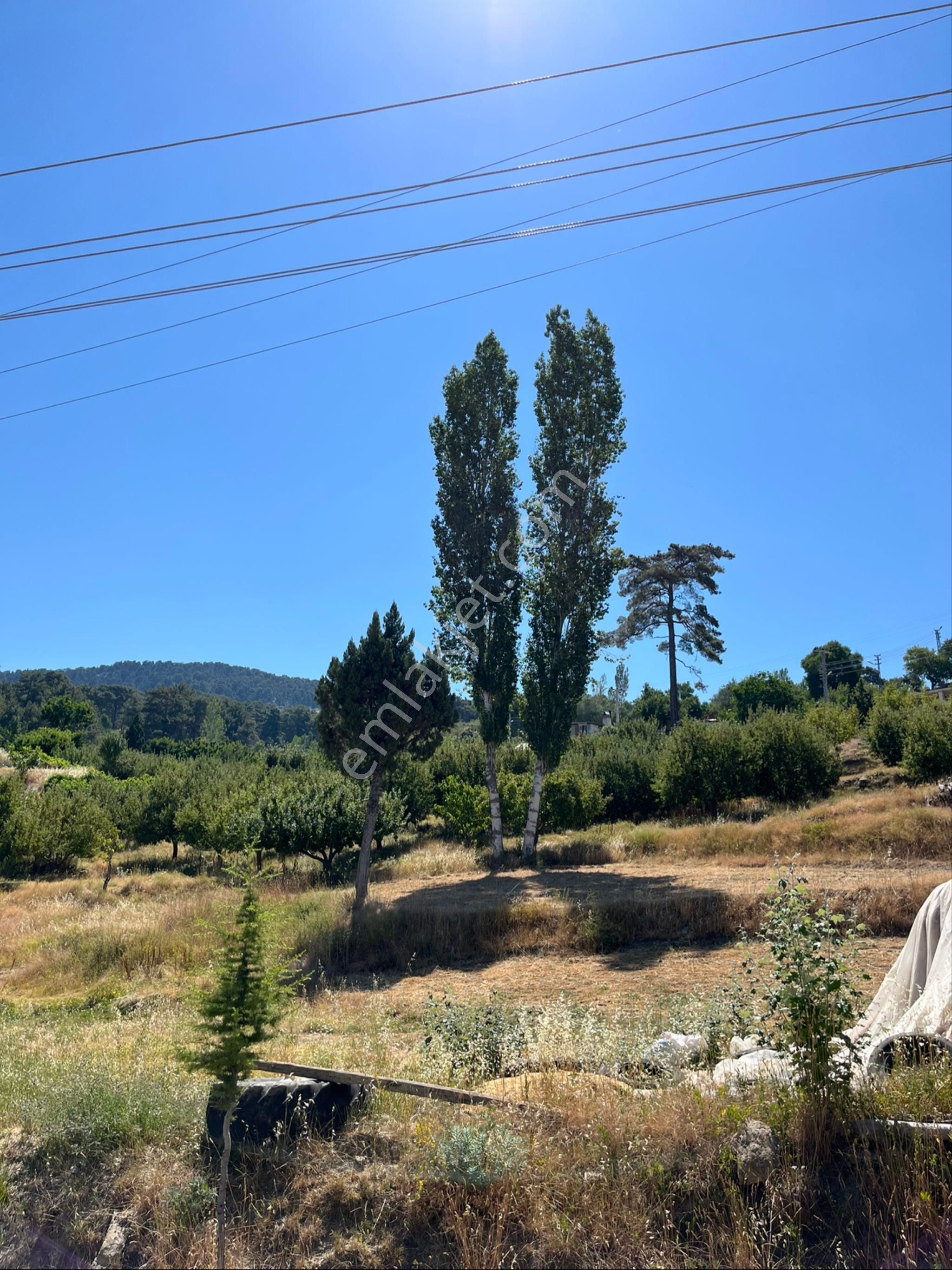 Elma Bahçesi - Görsel 6