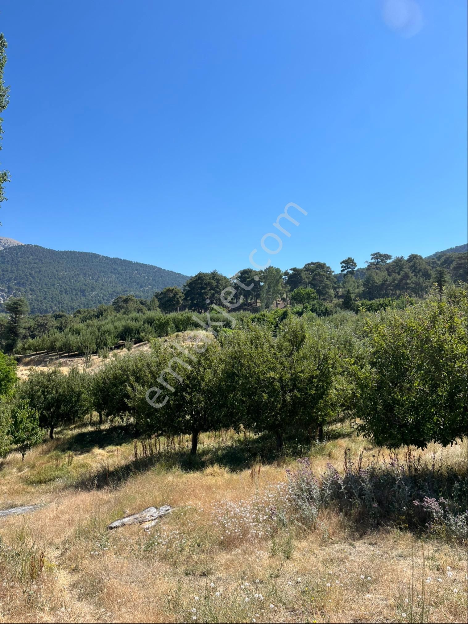 Elma Bahçesi - Görsel 4