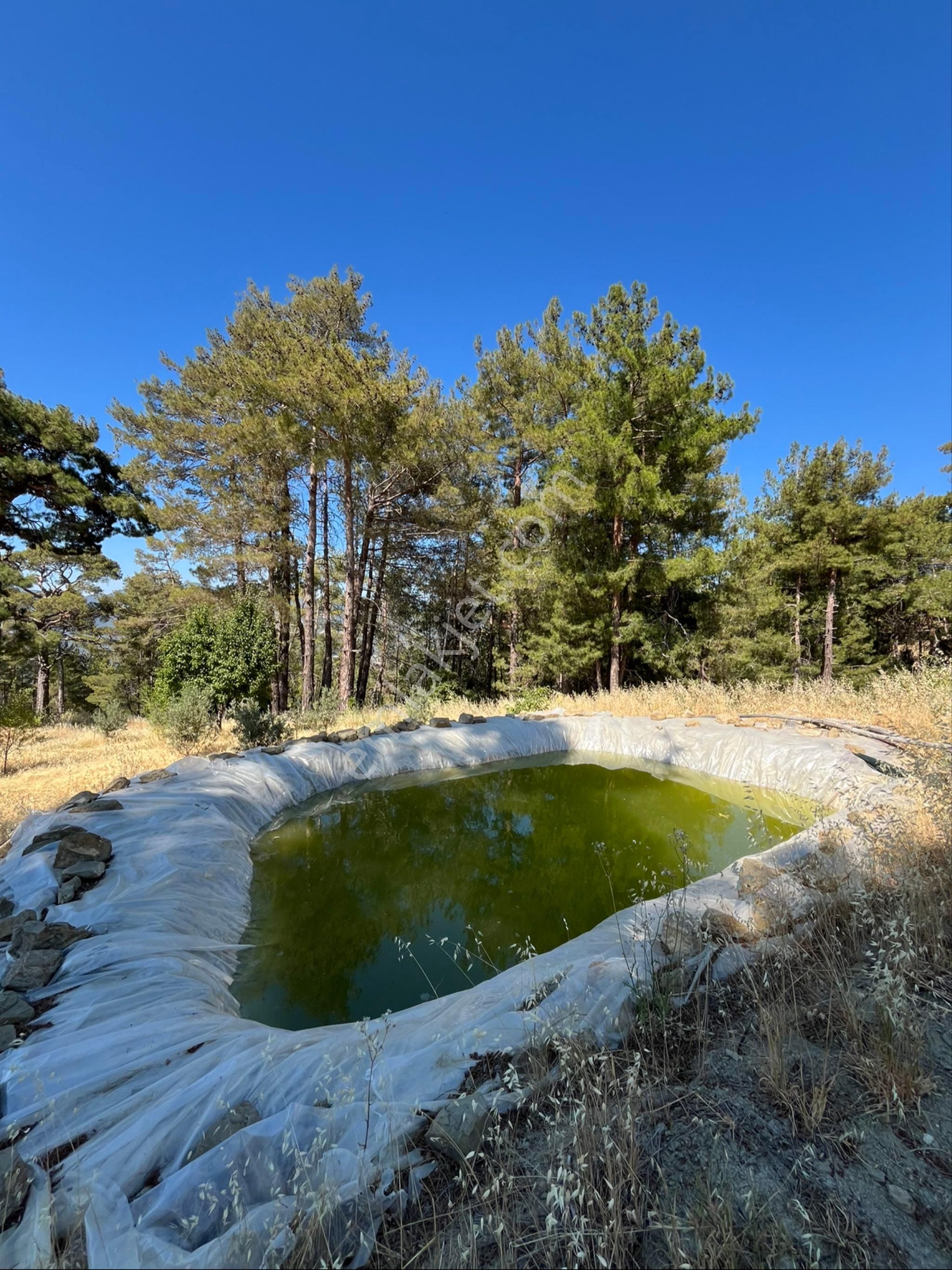 Zeytin Bahçesi - Görsel 2