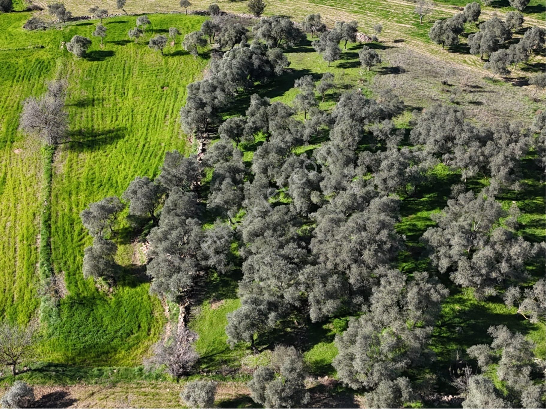 Milas Kısırlar Da Uugun Fırsatlı Kısa Süreli Zeytinli Tarla - Görsel 31