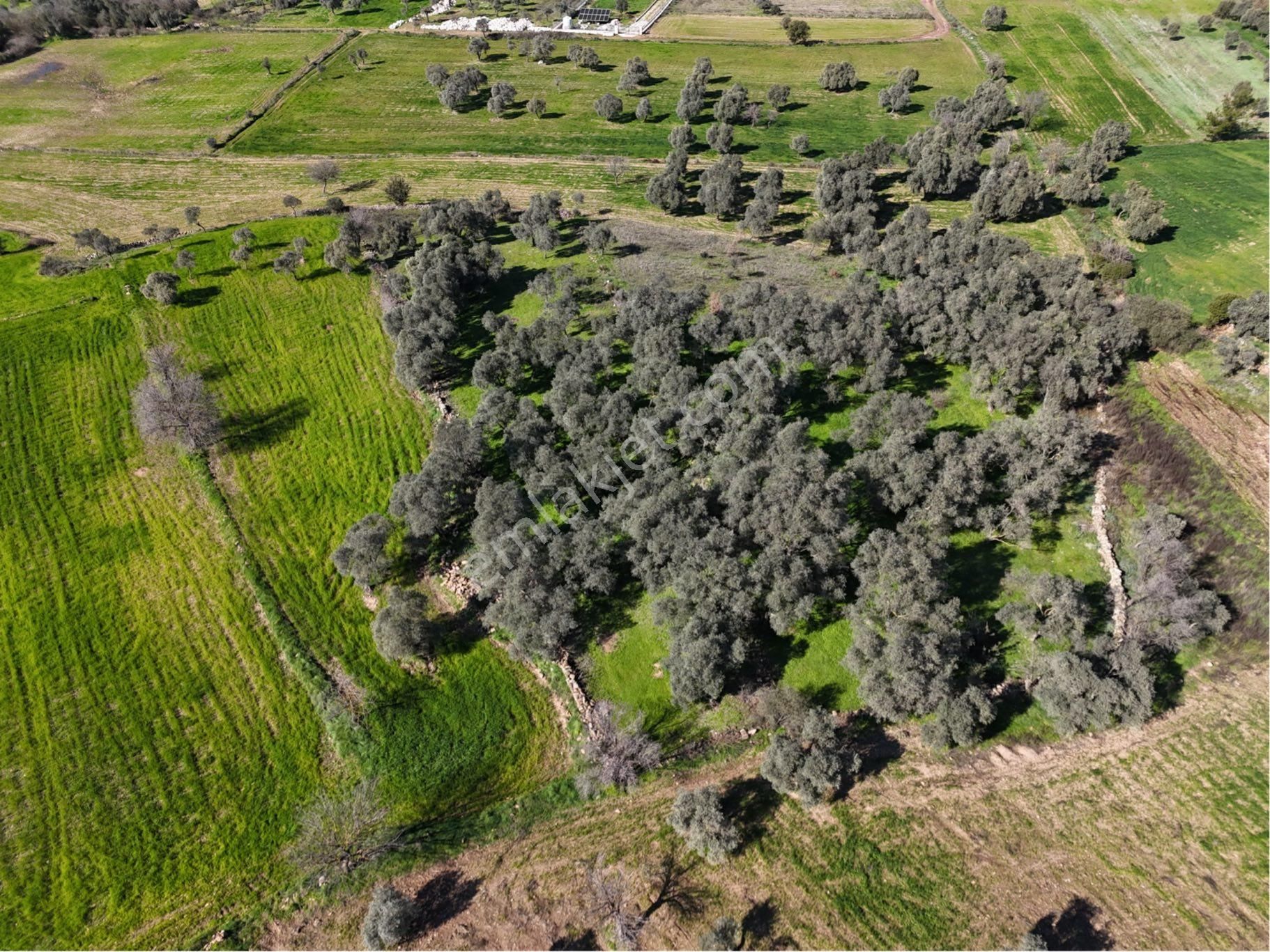 Milas Kısırlar Da Uugun Fırsatlı Kısa Süreli Zeytinli Tarla - Görsel 30