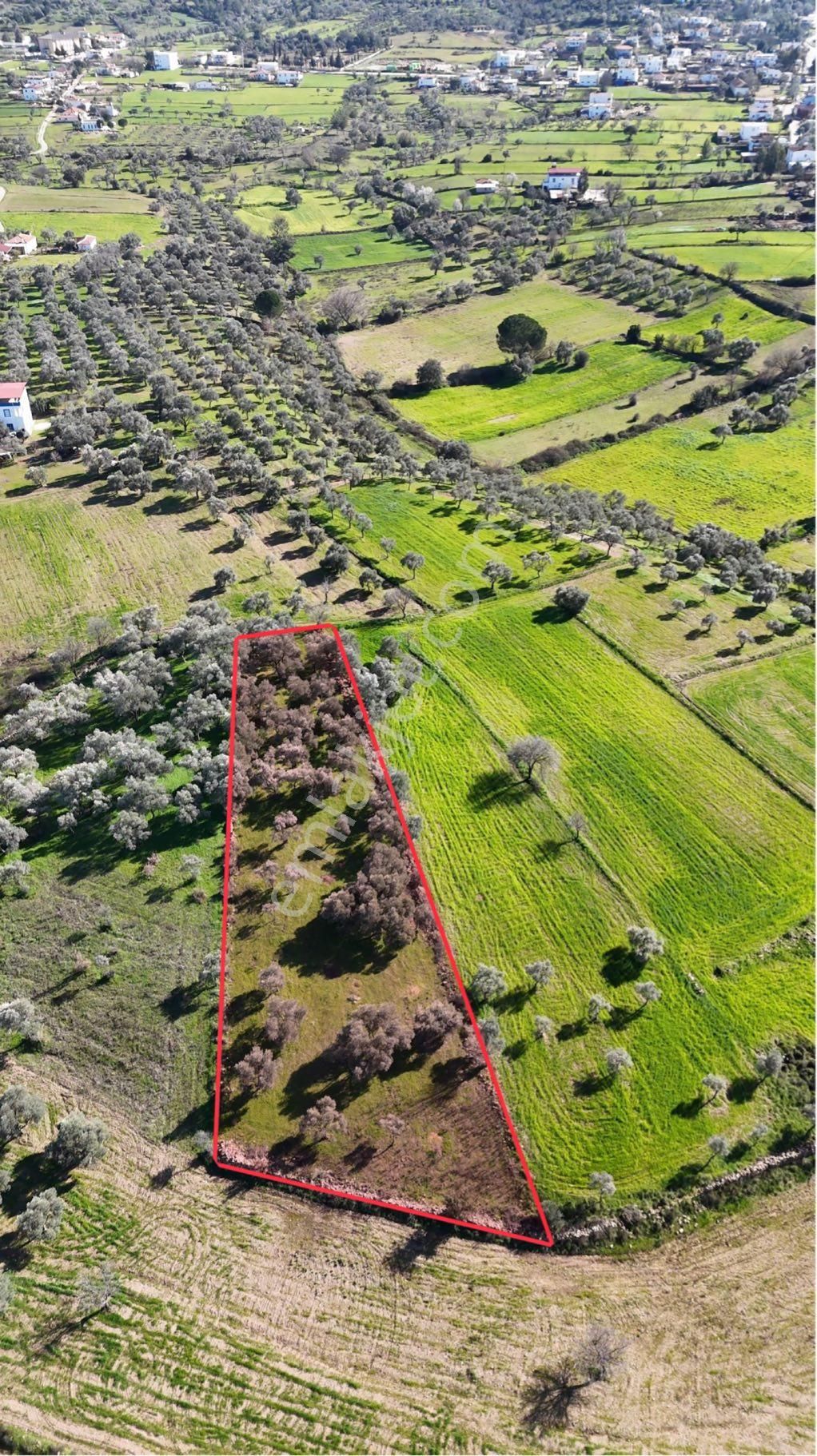 Milas Kısırlar Da Uugun Fırsatlı Kısa Süreli Zeytinli Tarla - Görsel 2