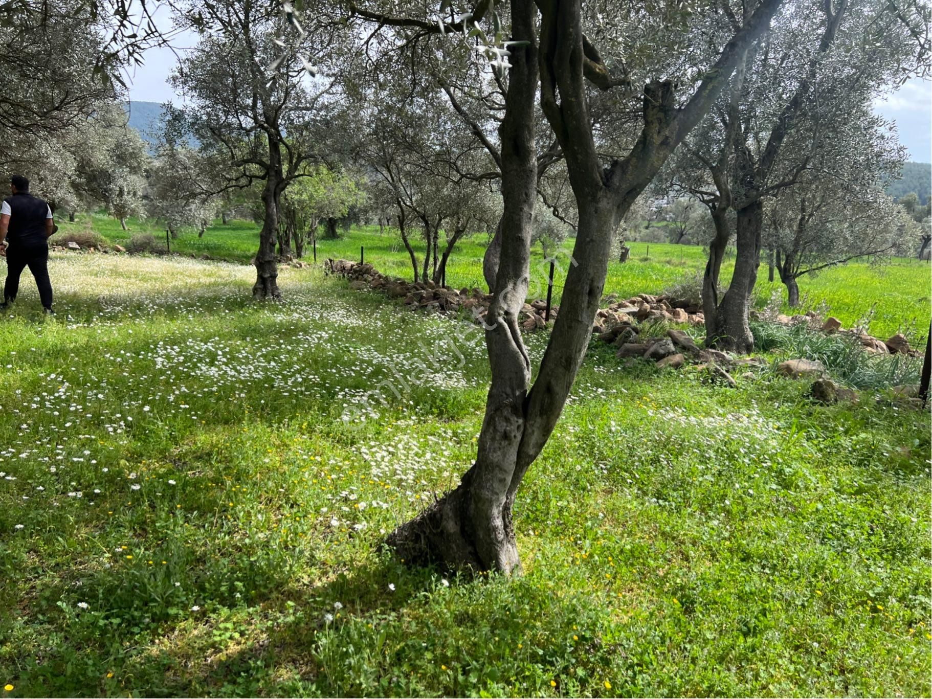 Milas Kısırlar Da Uugun Fırsatlı Kısa Süreli Zeytinli Tarla - Görsel 8