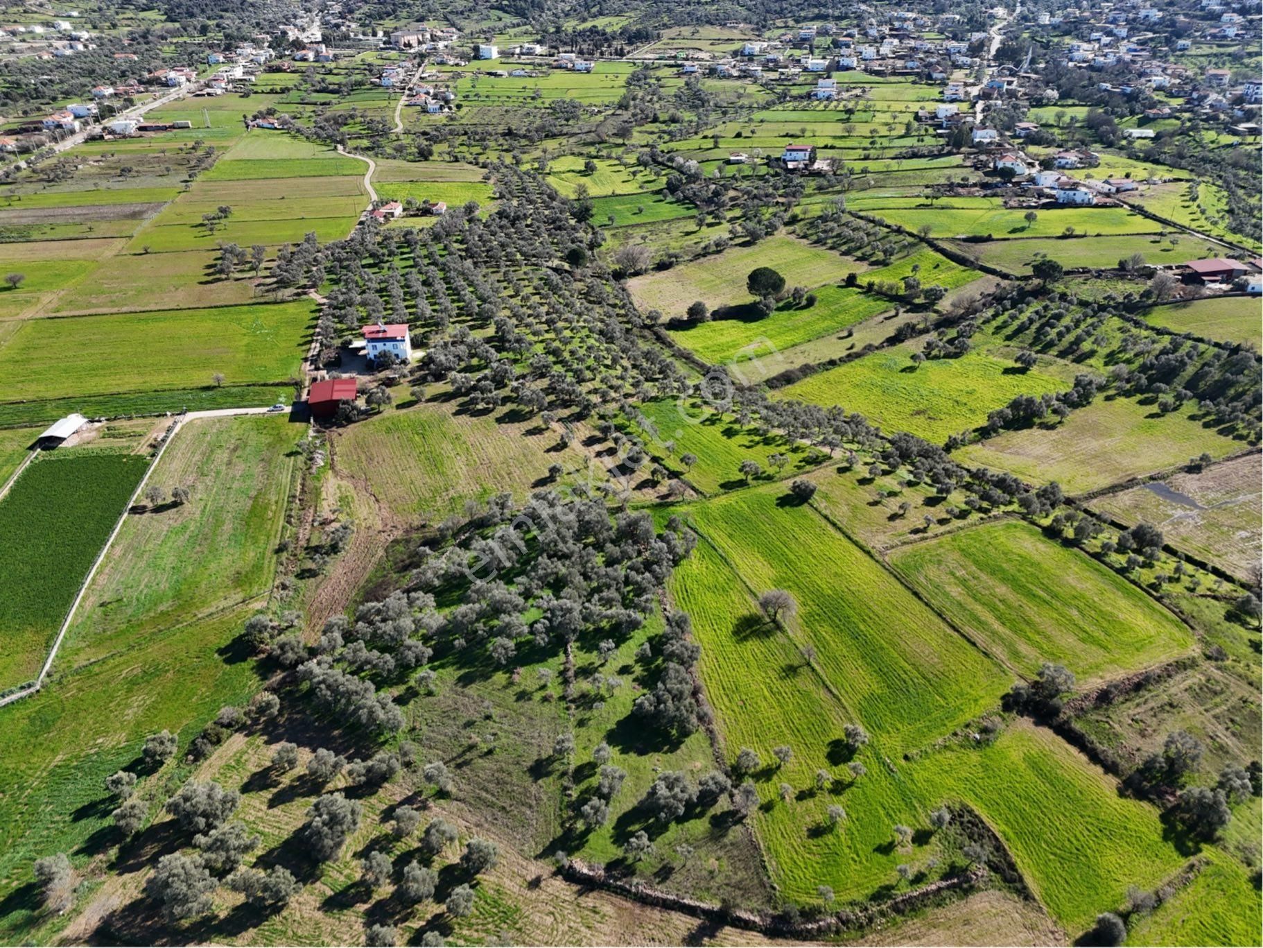 Milas Kısırlar Da Uugun Fırsatlı Kısa Süreli Zeytinli Tarla - Görsel 23