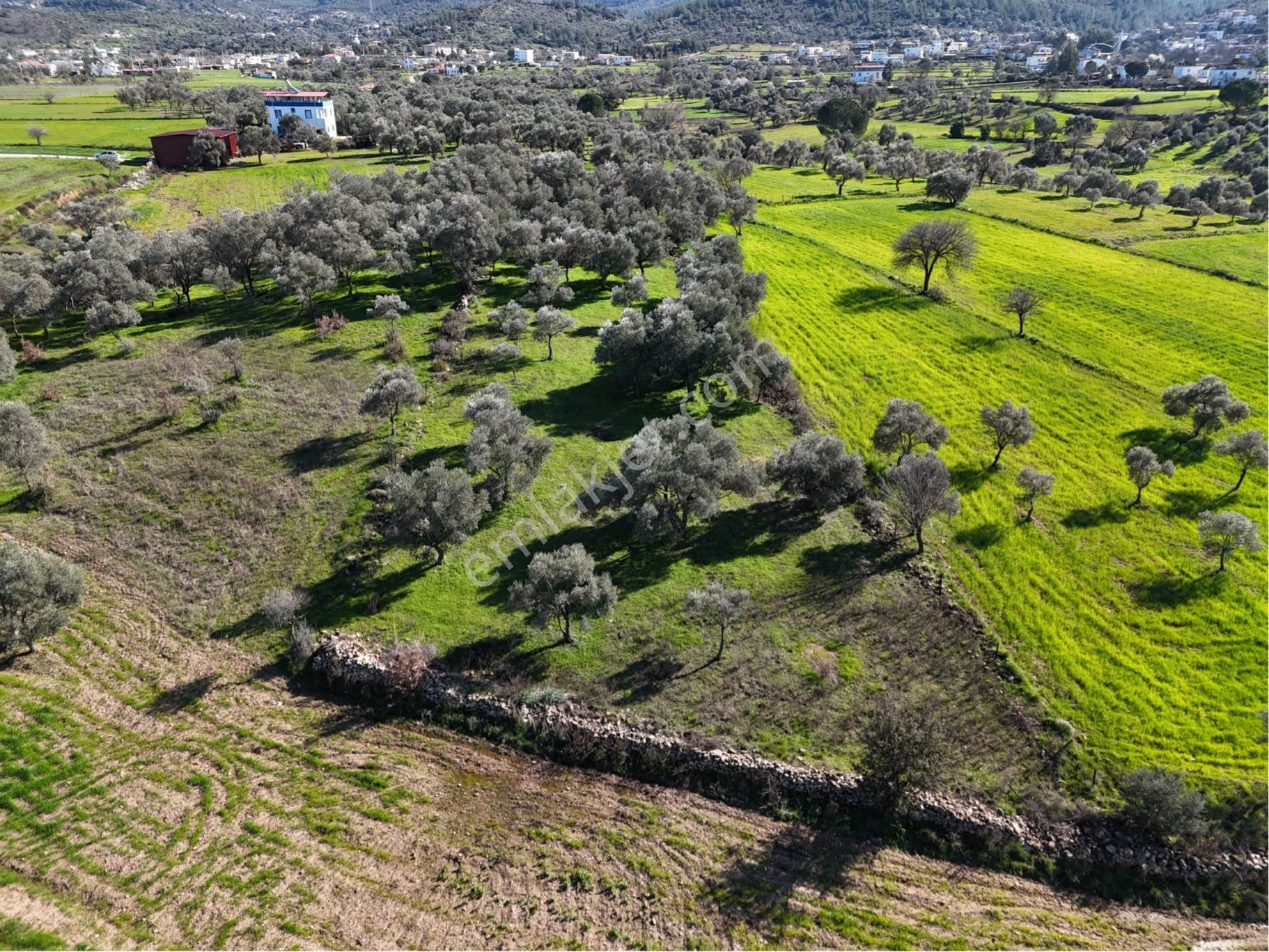 Milas Kısırlar Da Uugun Fırsatlı Kısa Süreli Zeytinli Tarla - Görsel 28