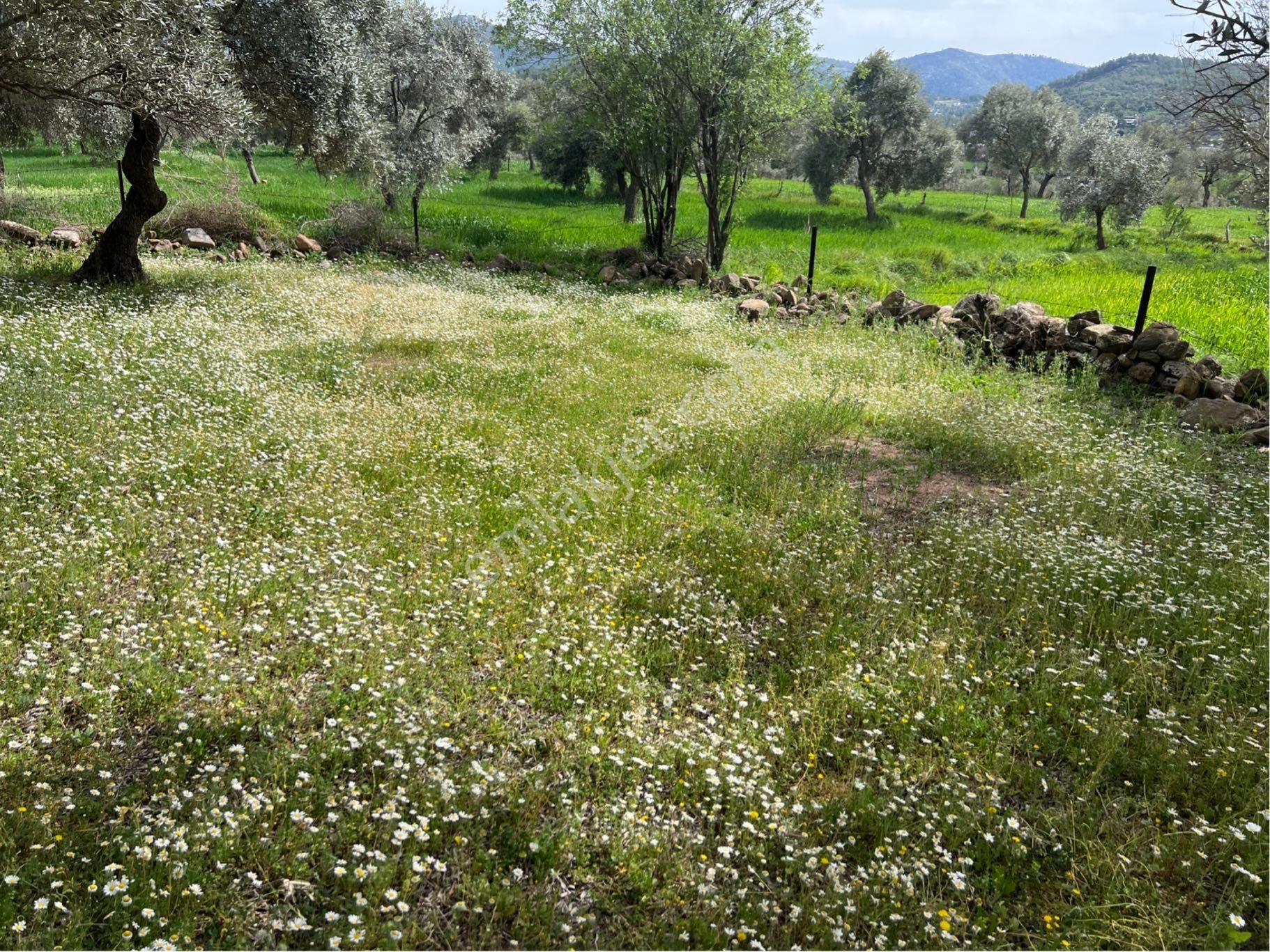 Milas Kısırlar Da Uugun Fırsatlı Kısa Süreli Zeytinli Tarla - Görsel 6