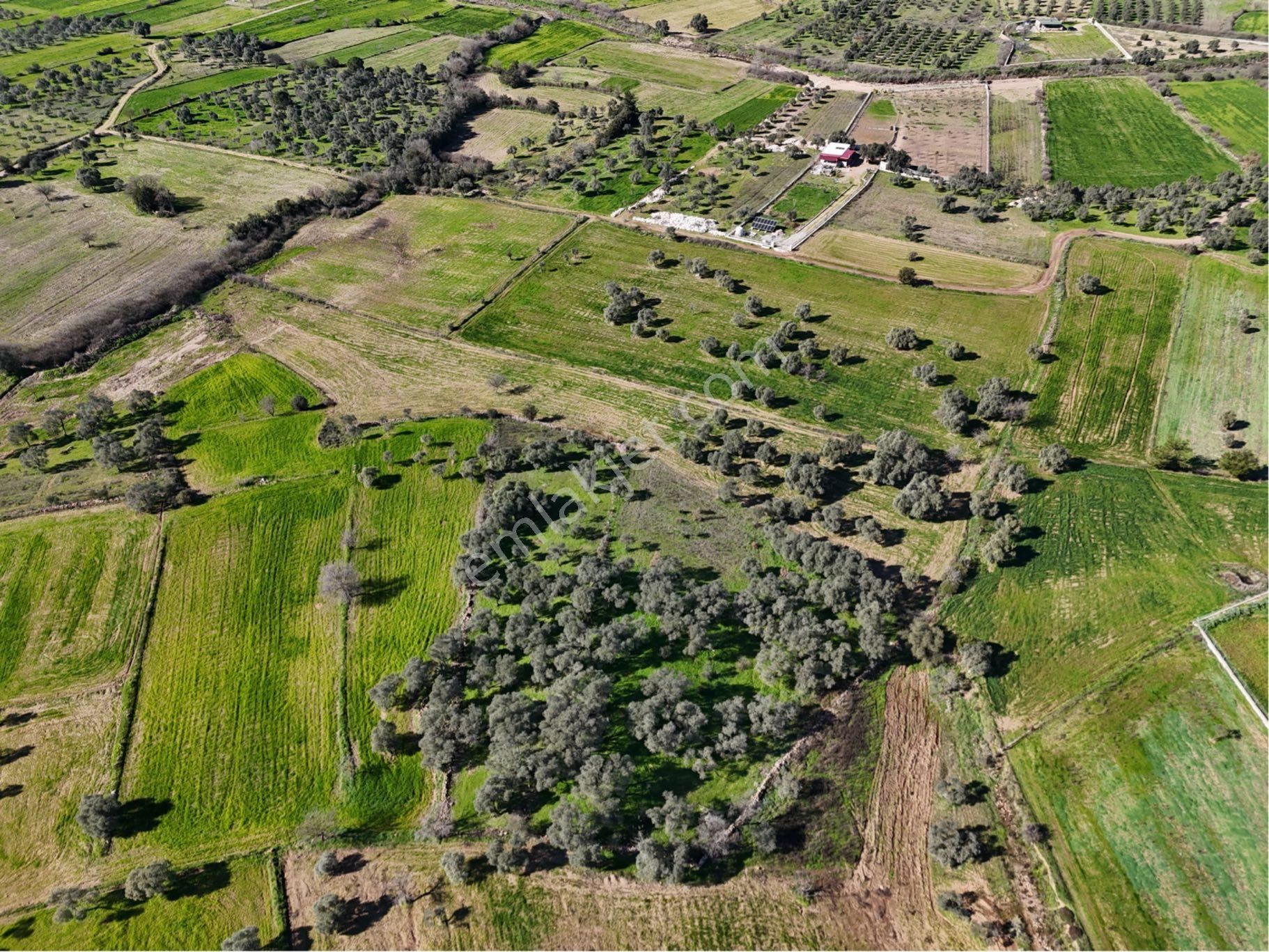 Milas Kısırlar Da Uugun Fırsatlı Kısa Süreli Zeytinli Tarla - Görsel 20