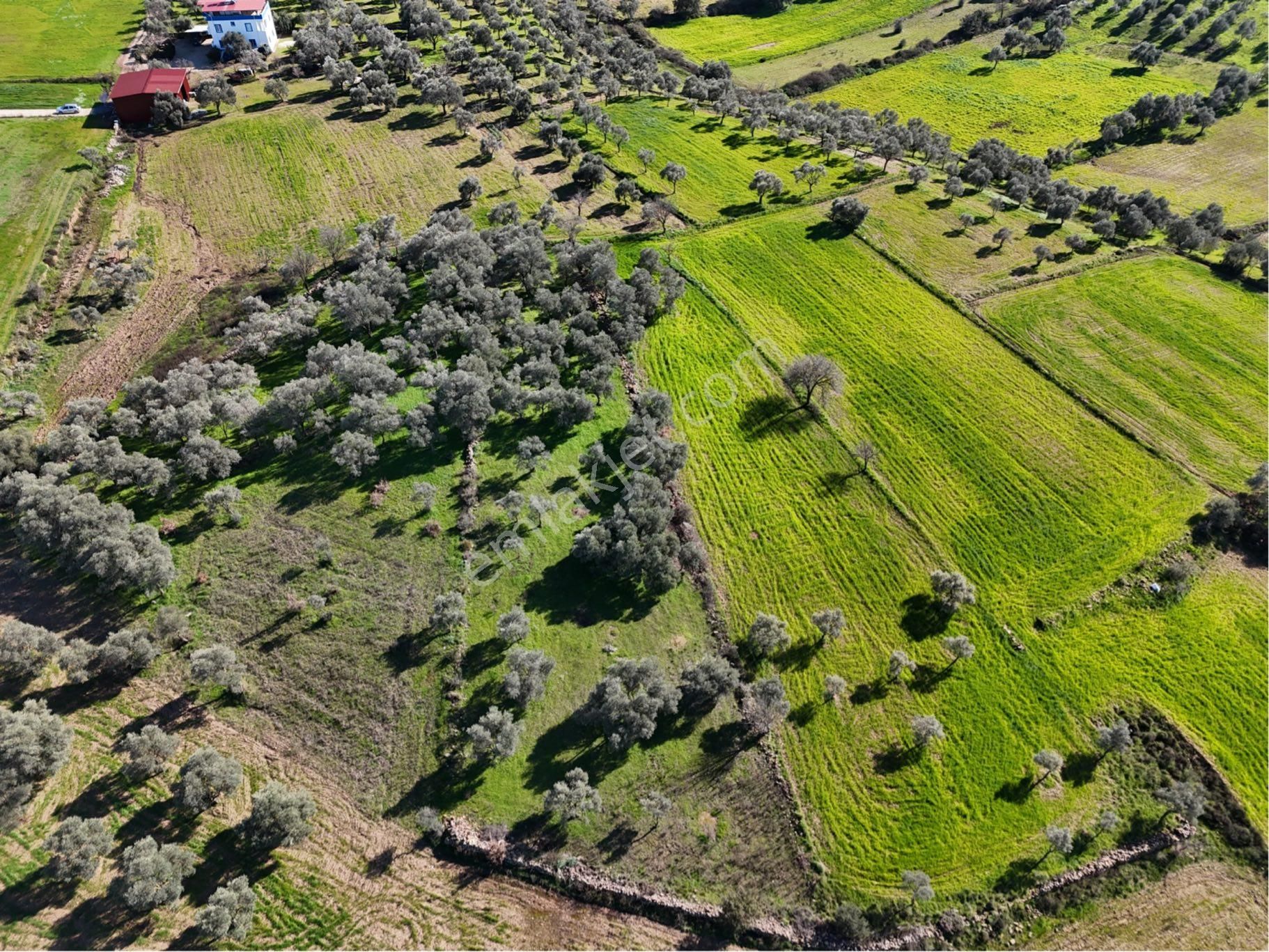 Milas Kısırlar Da Uugun Fırsatlı Kısa Süreli Zeytinli Tarla - Görsel 26
