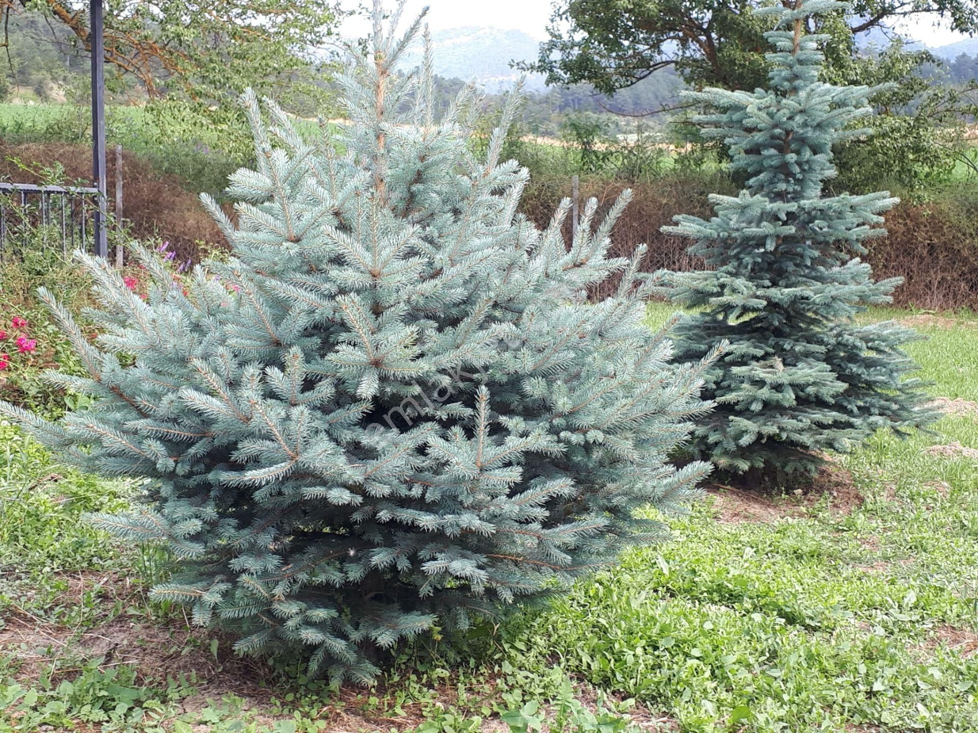 Mudurnu Dolayüz Köyünde Bahceli Müstakil Ev Altındağ Gayrimenkul - Görsel 13