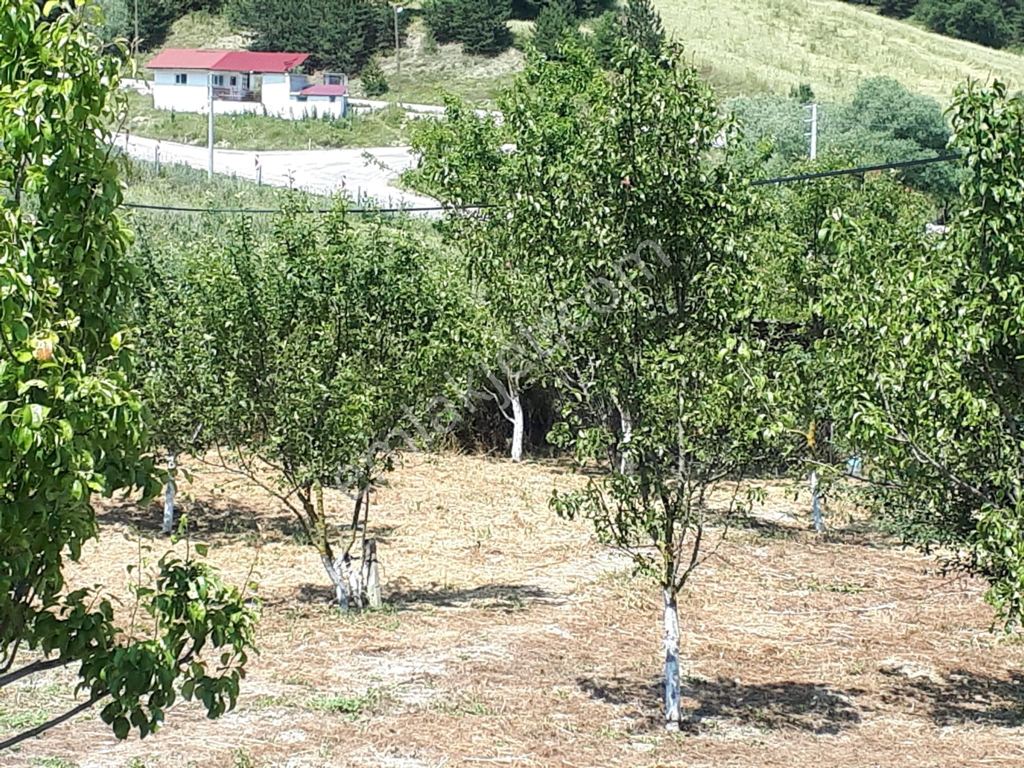 Mudurnu Dolayüz Köyünde Bahceli Müstakil Ev Altındağ Gayrimenkul - Görsel 14