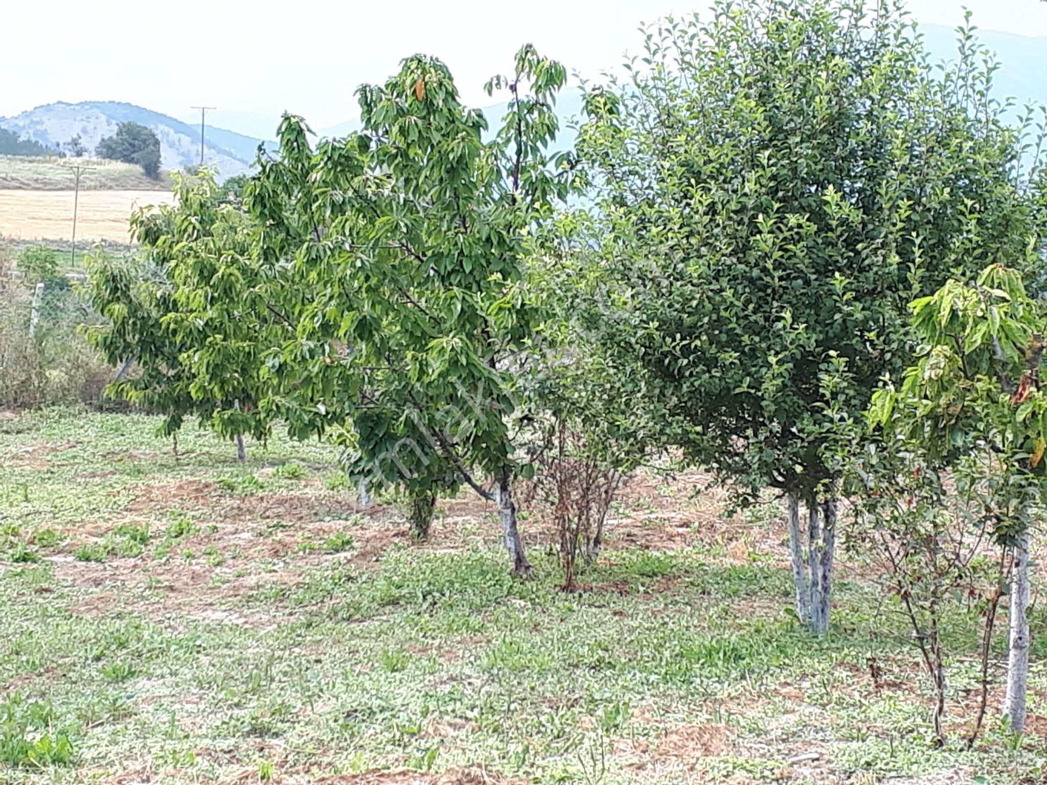 Mudurnu Dolayüz Köyünde Bahceli Müstakil Ev Altındağ Gayrimenkul - Görsel 15