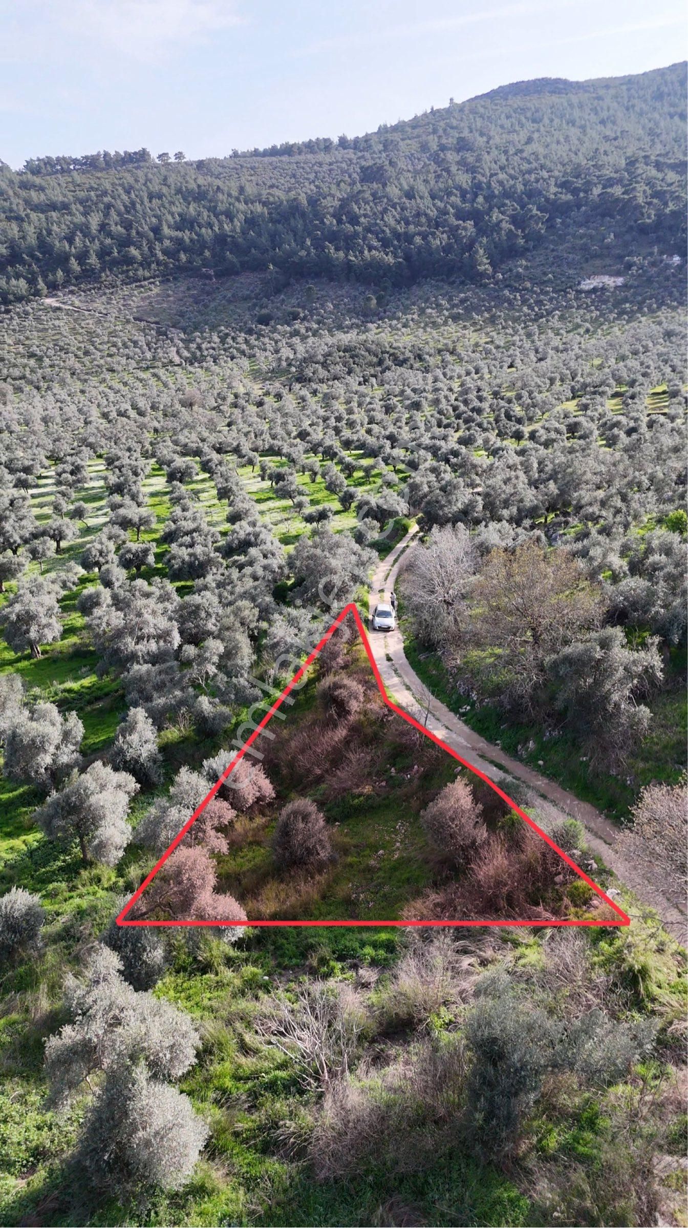 Milas Hisarcık'ta İmarlı Arsa 501m2 Pehlevanlar Gayrimenkul'den - Görsel 22