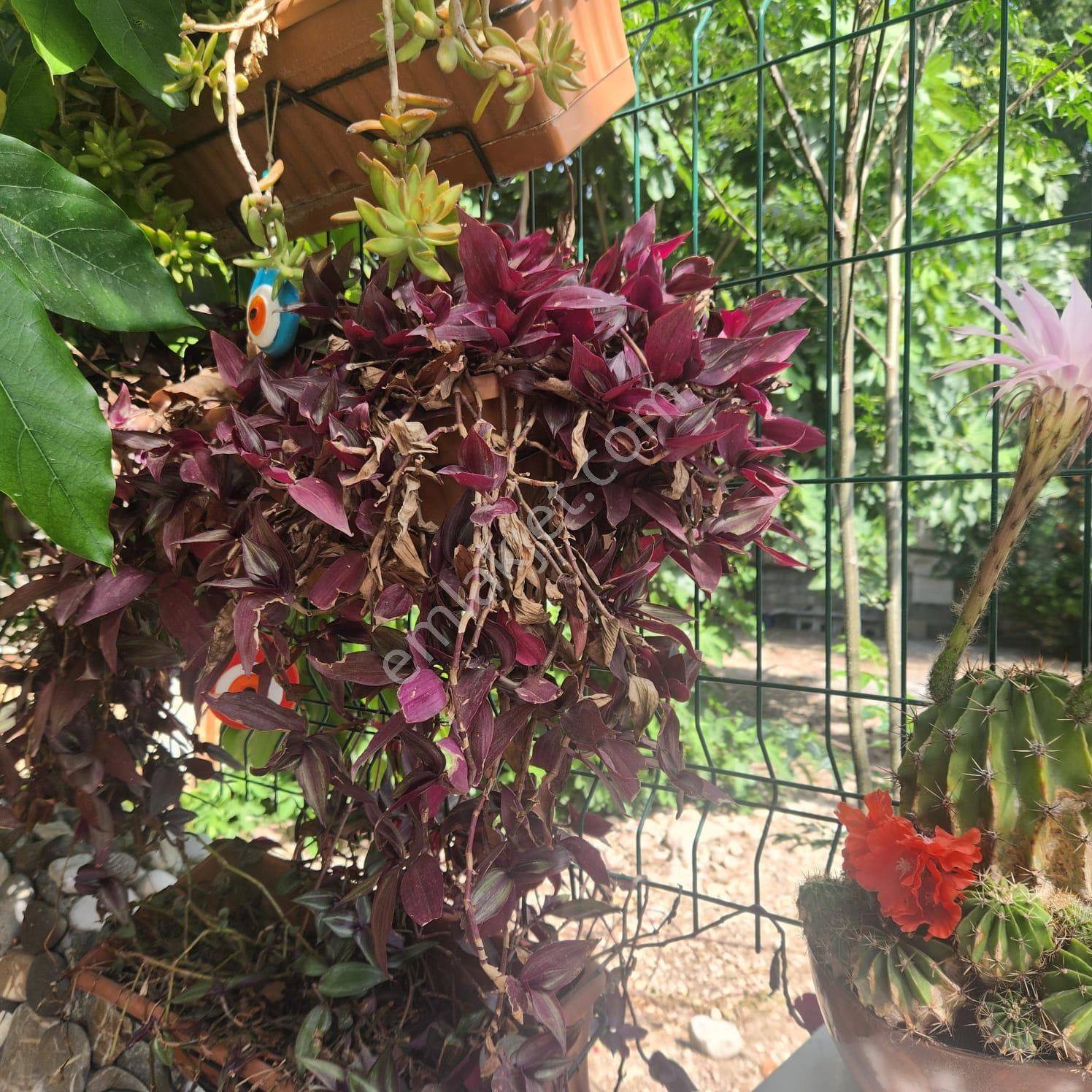 Kemer De Ticari Konut İmarlı 470 M2 Satılık Arsa - Görsel 2