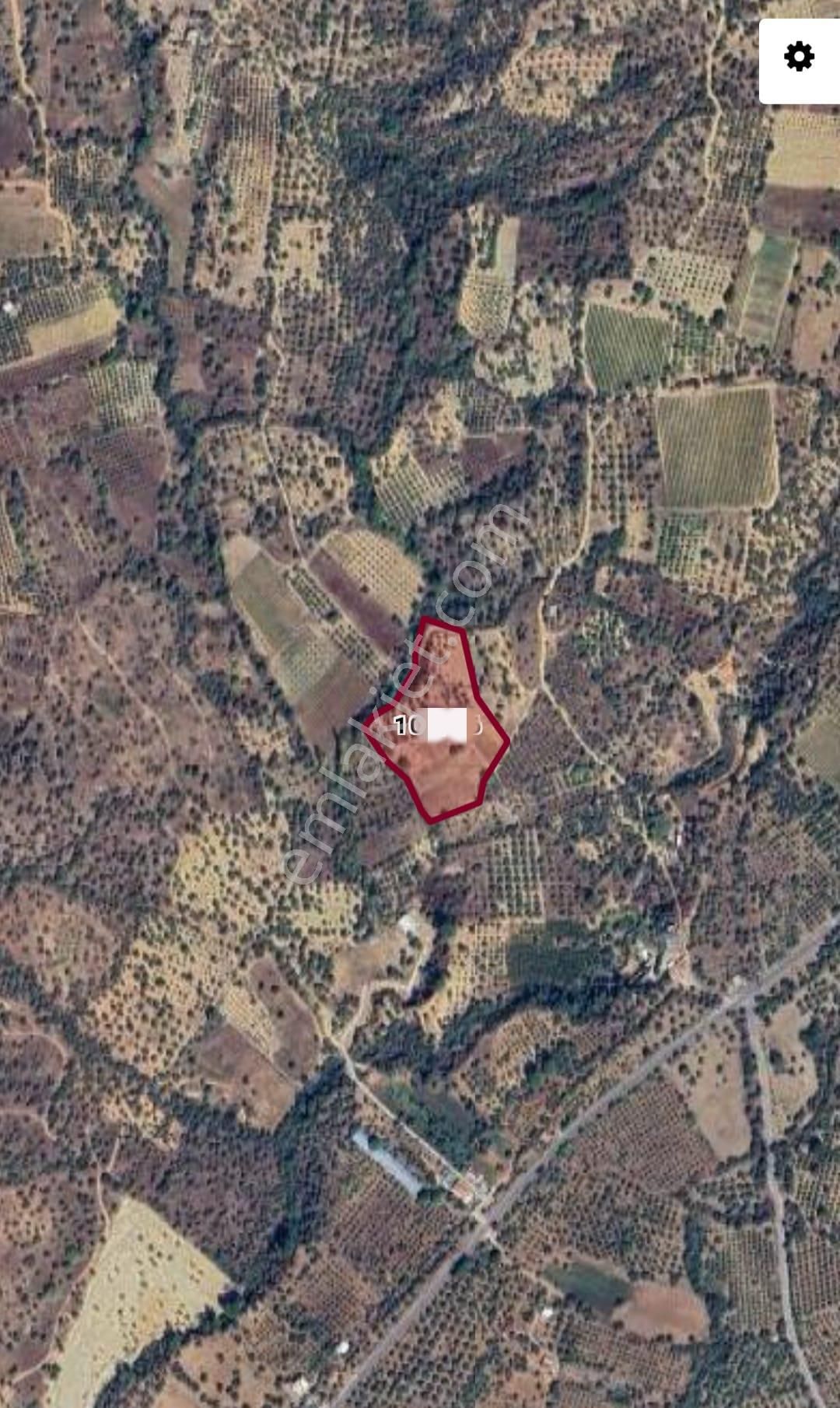 İzmir Torbalı Karakızlarda Satılık 2500 M2. Bağ Zeytinlik Vasıflı Tarla - Görsel 2