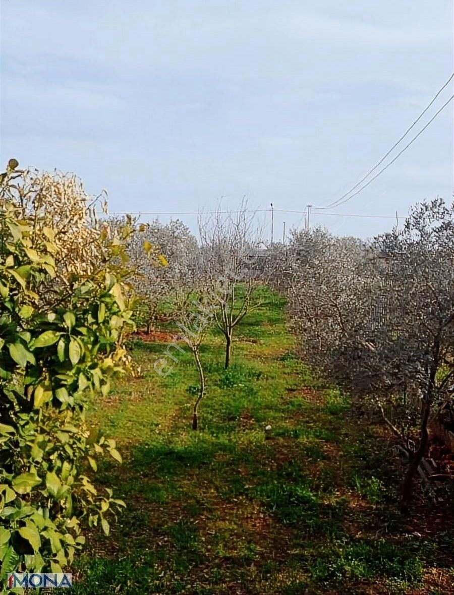 Kepezin Parlayan Yıldızı Kızıllıda Muhteşem Zeytin Bahçesi