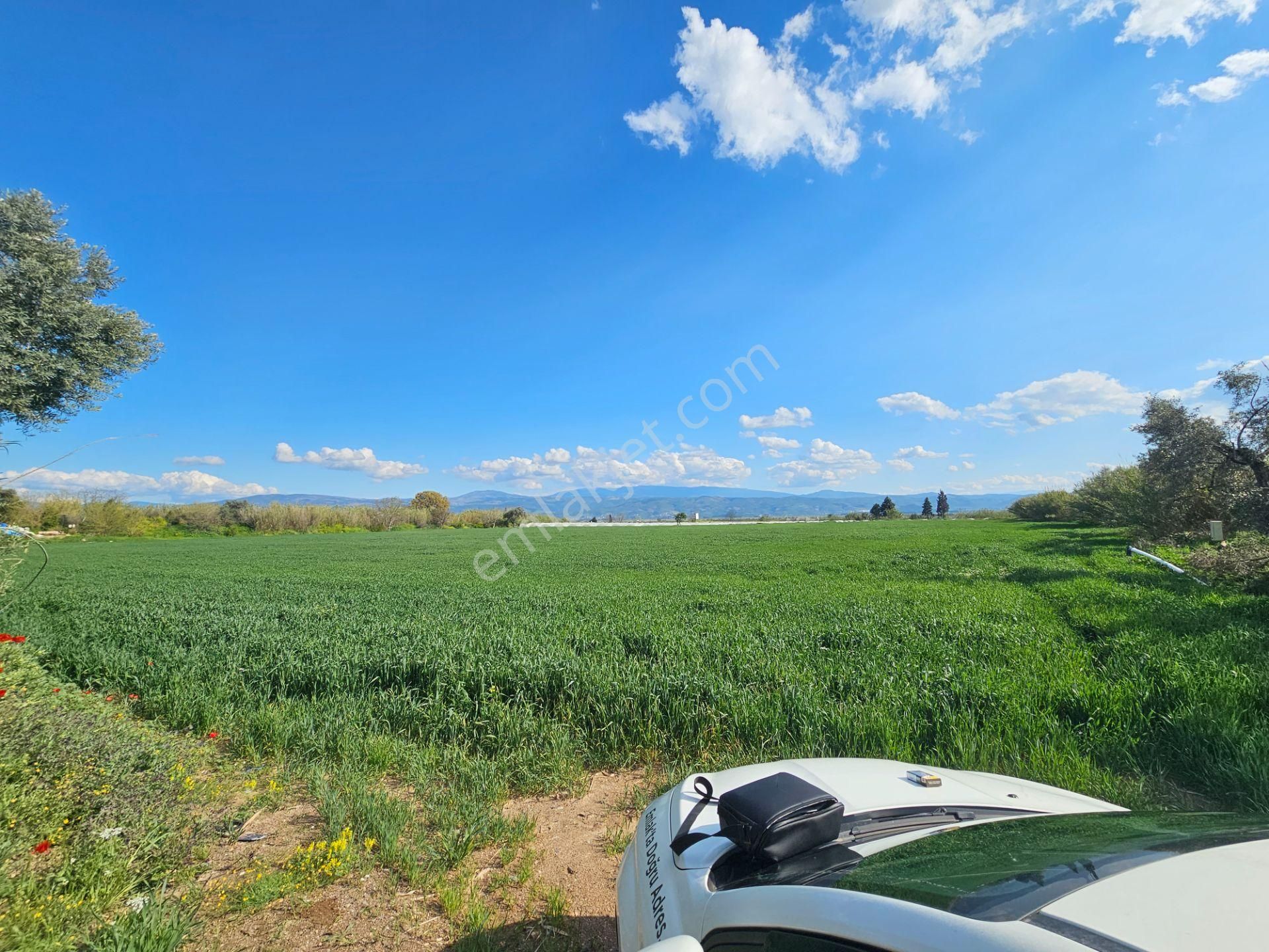 Köşk Yavuzköy Tarım Ticari Alanı İçin Uygun 18 Dönüm Bahçe - Görsel 9