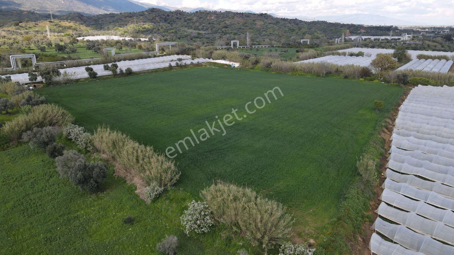 Köşk Yavuzköy Tarım Ticari Alanı İçin Uygun 18 Dönüm Bahçe - Görsel 4