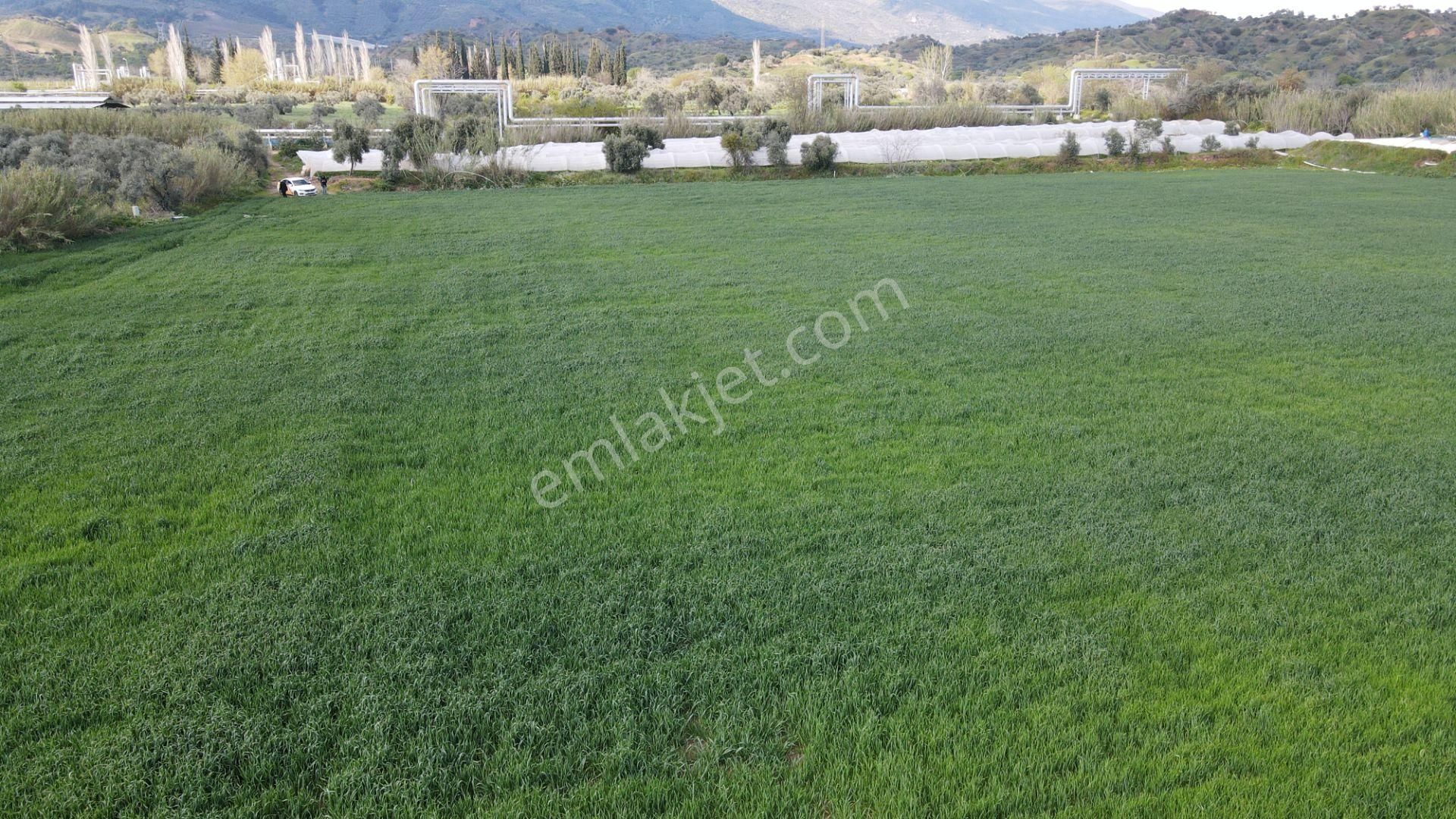 Köşk Yavuzköy Tarım Ticari Alanı İçin Uygun 18 Dönüm Bahçe - Görsel 5