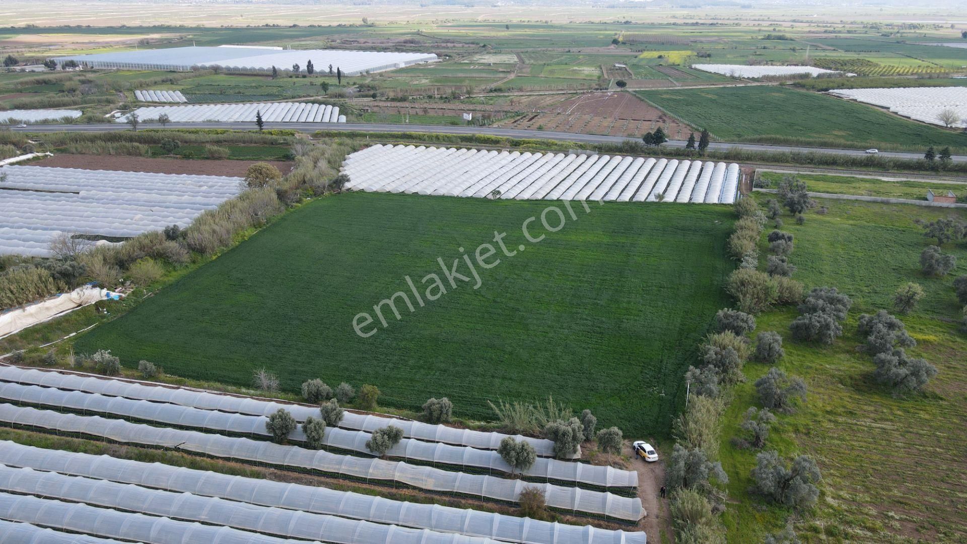 Köşk Yavuzköy Tarım Ticari Alanı İçin Uygun 18 Dönüm Bahçe - Görsel 11