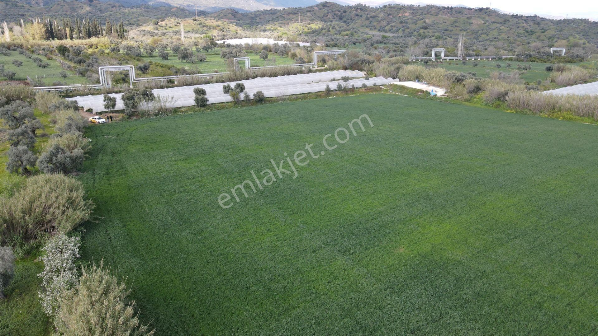 Köşk Yavuzköy Tarım Ticari Alanı İçin Uygun 18 Dönüm Bahçe - Görsel 3