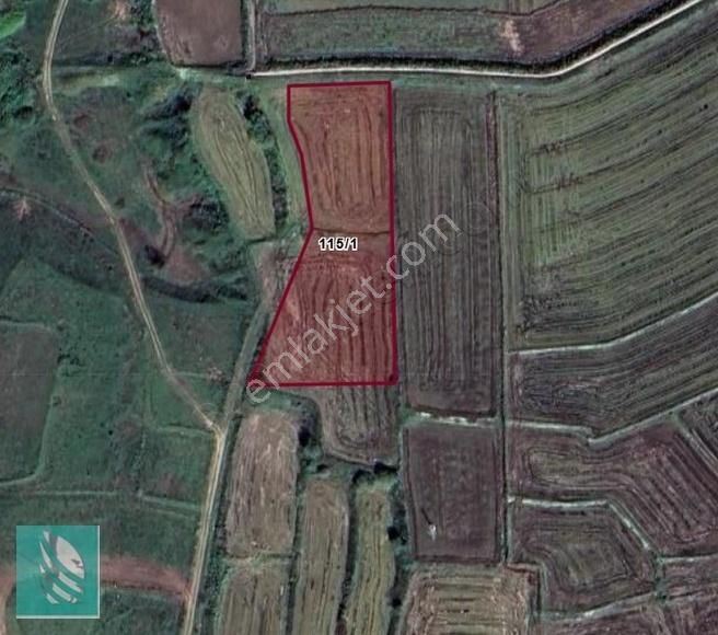 Edirne Merkez Doyran Köyü'nde 4466 M² Verimli Çeltik Tarlası