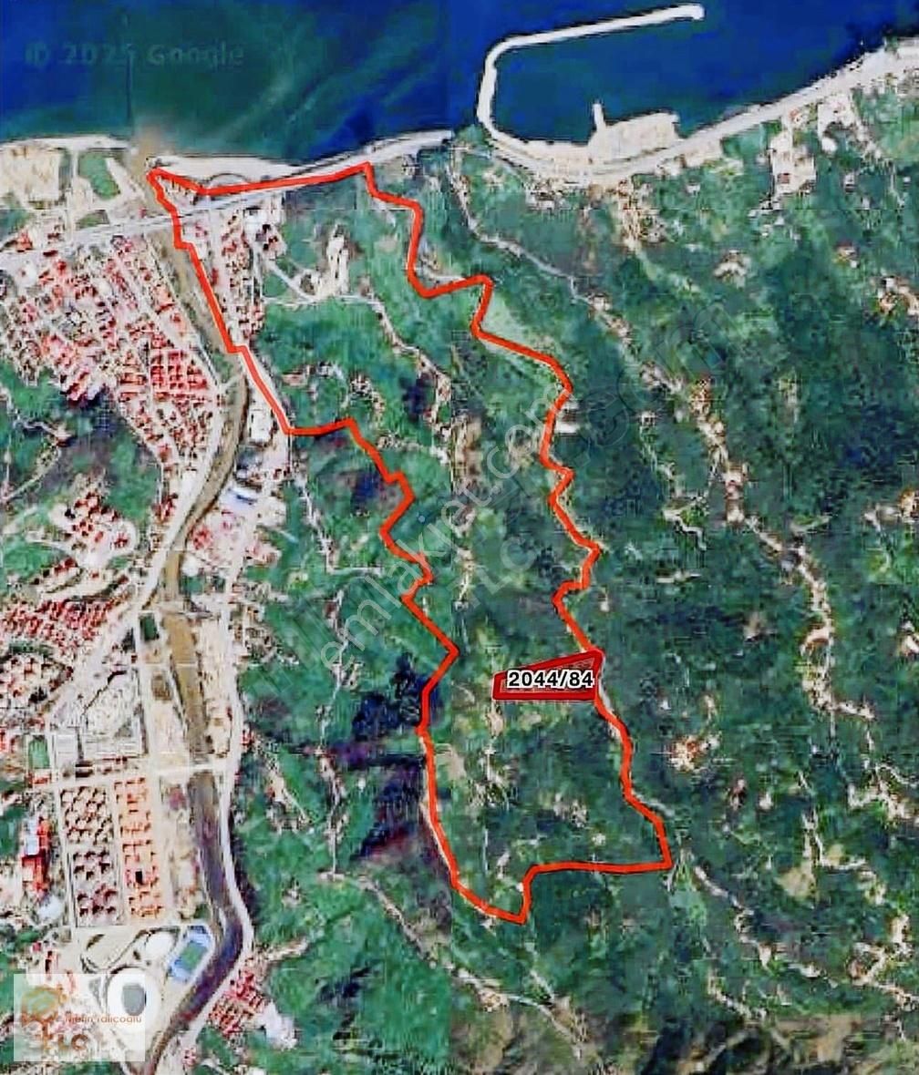 Satılık Deniz Manzaralı 32 Dönüm Fındık Bahçesi