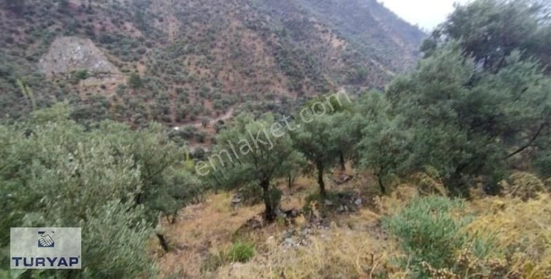 Turyap'tan Seferihisar Merkeze Yakın Satılık 18.000 M² Zeytinlik