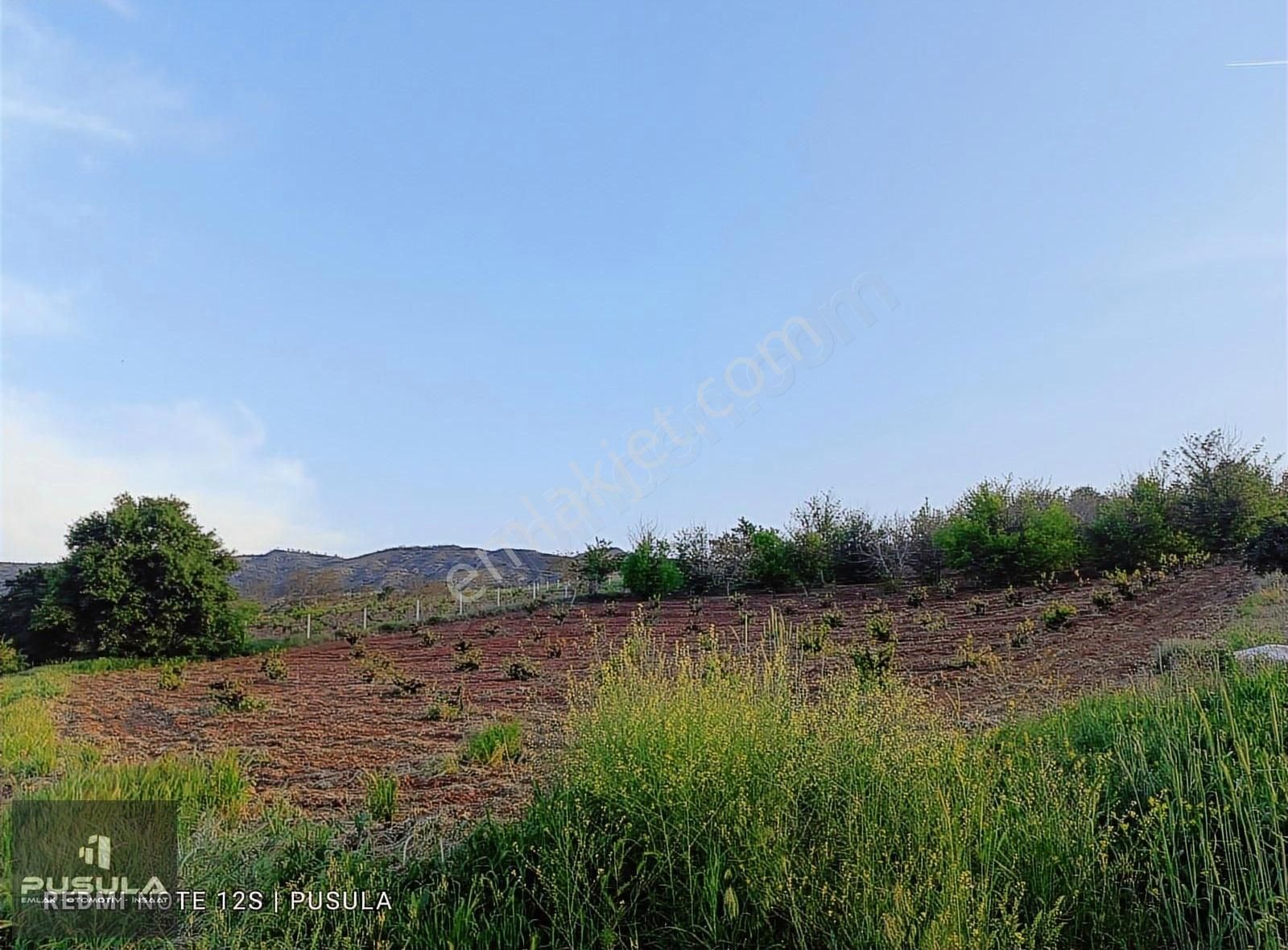 Pusula'dan Satılık Sancar'da 4412 M2 Meyve Ağaçları Var -yol Var