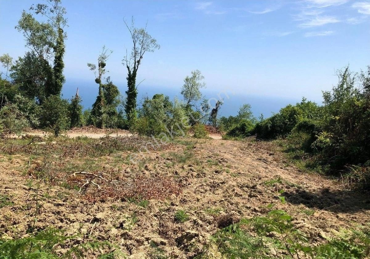 Sabuncuoğlu Gayrımenkul Den Full Deniz Manzaralı Villa ,çiftlik Yapımına Misait,primlik Arazi - Görsel 12