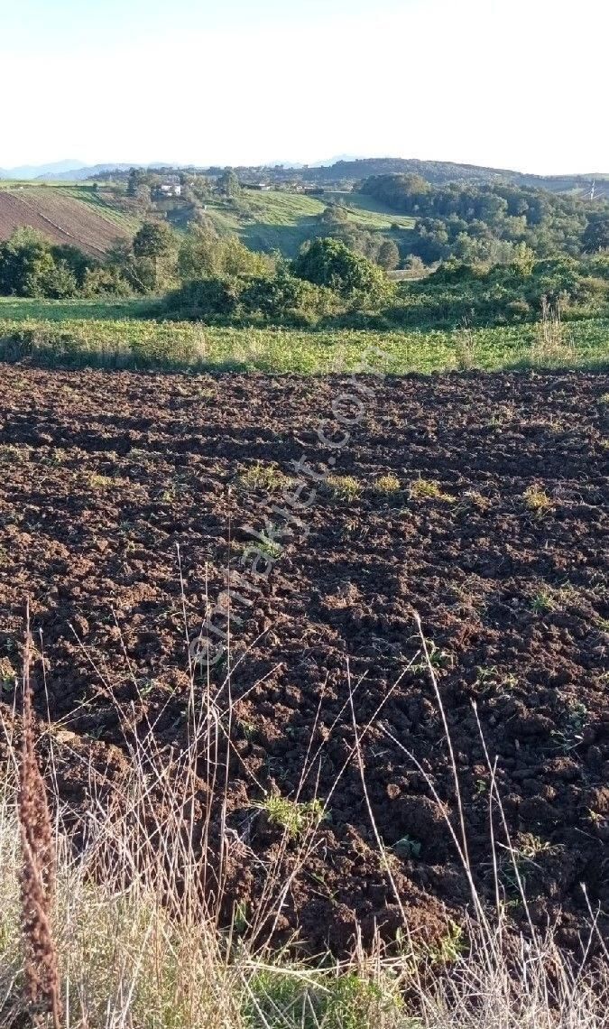 Sabuncuoğlu Gayrımekul Den.bafra Merkez Çatak Mahallesınde Çiftlik - Görsel 8