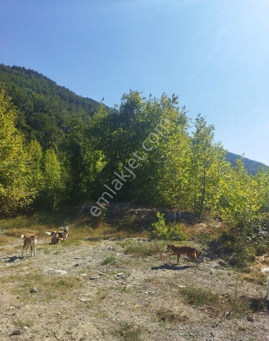 Sabuncuoğlu Gayrimenkul Den Sinop Dikmen De Yatırımlık Arazi Acil Dikmen Kırcal Da Prim Lik İdeal - Görsel 6