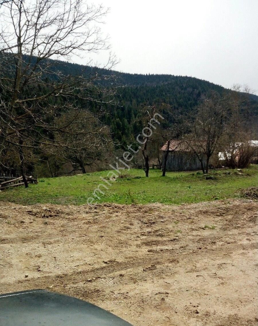 Sabuncuoğlu Gayrımenkul Danışmanlık Dan Sinop Merkez Eymir De Köý İçinde Acil Satılık Kelepir Tarla