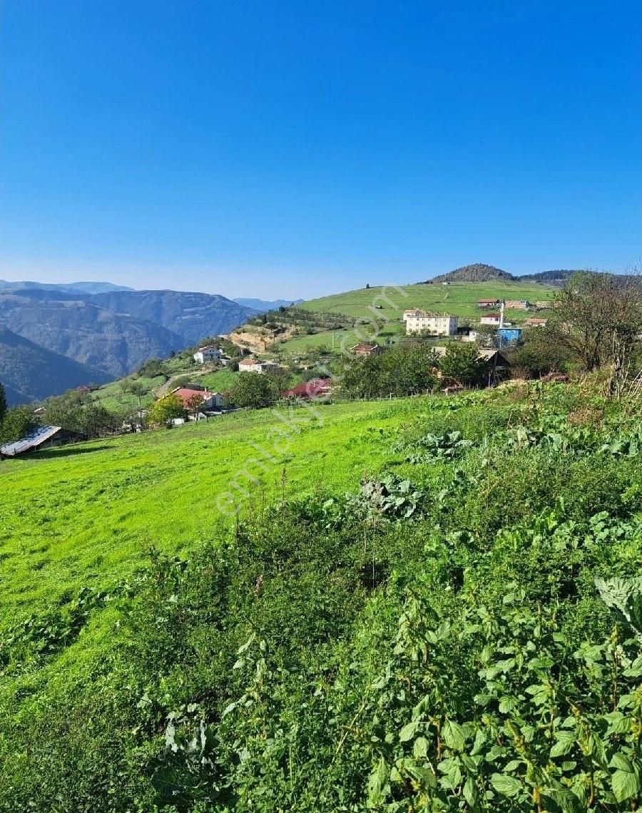 Sabuncuoğlu Gayrımenkul Den.samsun Alaçam Yoğunpelit De.kargir Ev.samalık Çiftliķ Arazısı.