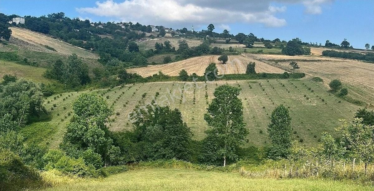 Sabuncuoğlu Gayrimenkul Den.samsun 19 Mayıs, Karacaoğlu Mah.de, 21800 M2..yetişkin Fındık Bahçesi - Görsel 3