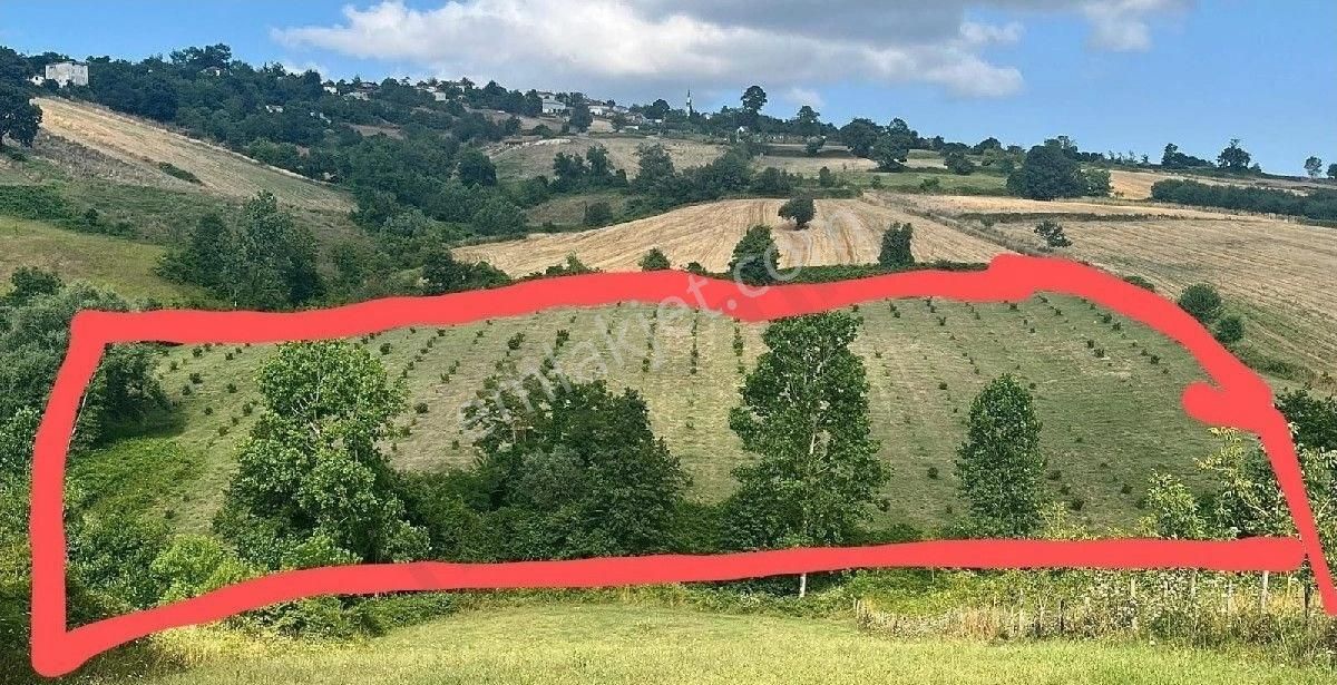 Sabuncuoğlu Gayrimenkul Den.samsun 19 Mayıs, Karacaoğlu Mah.de, 21800 M2..yetişkin Fındık Bahçesi - Görsel 6