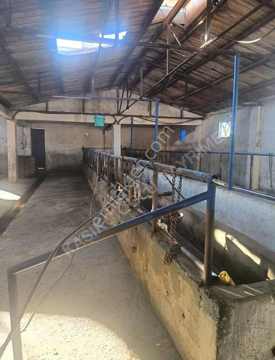 Pelitli Köyünde Satılık Çiftlik - Görsel 12