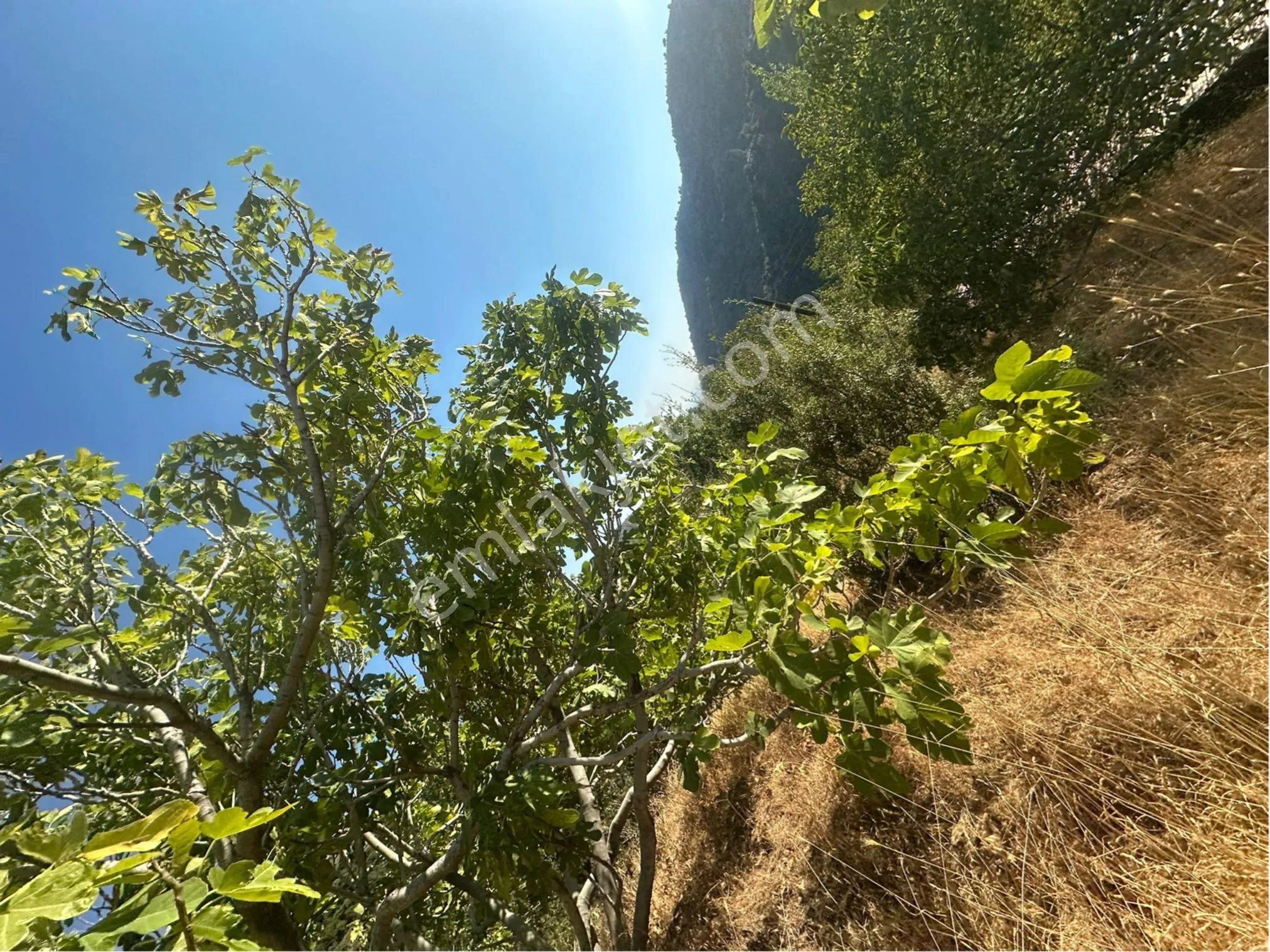 Tire Satılık Köy Evi Ve İncirlik 5800 M2 Tek Tapu Abonelikler Mevcut - Görsel 10