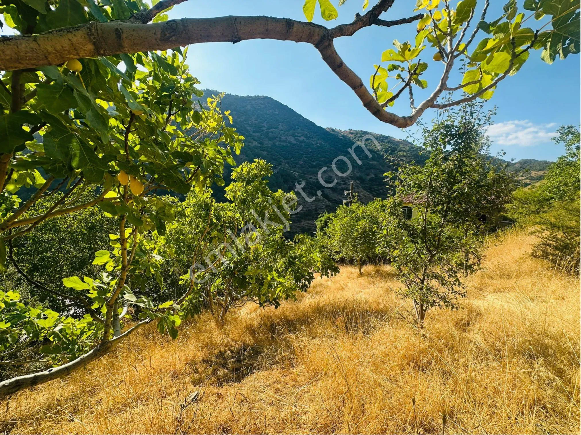 Tire Satılık Köy Evi Ve İncirlik 5800 M2 Tek Tapu Abonelikler Mevcut - Görsel 2