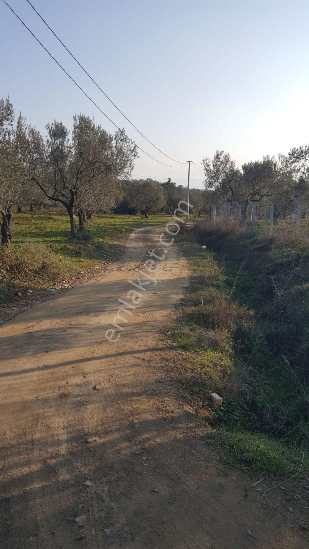 Irmaksudan Edremit Yaylaönün De Kadastro Yolu 24 Dönüm Çift Parsel Zeytinlik - Görsel 14