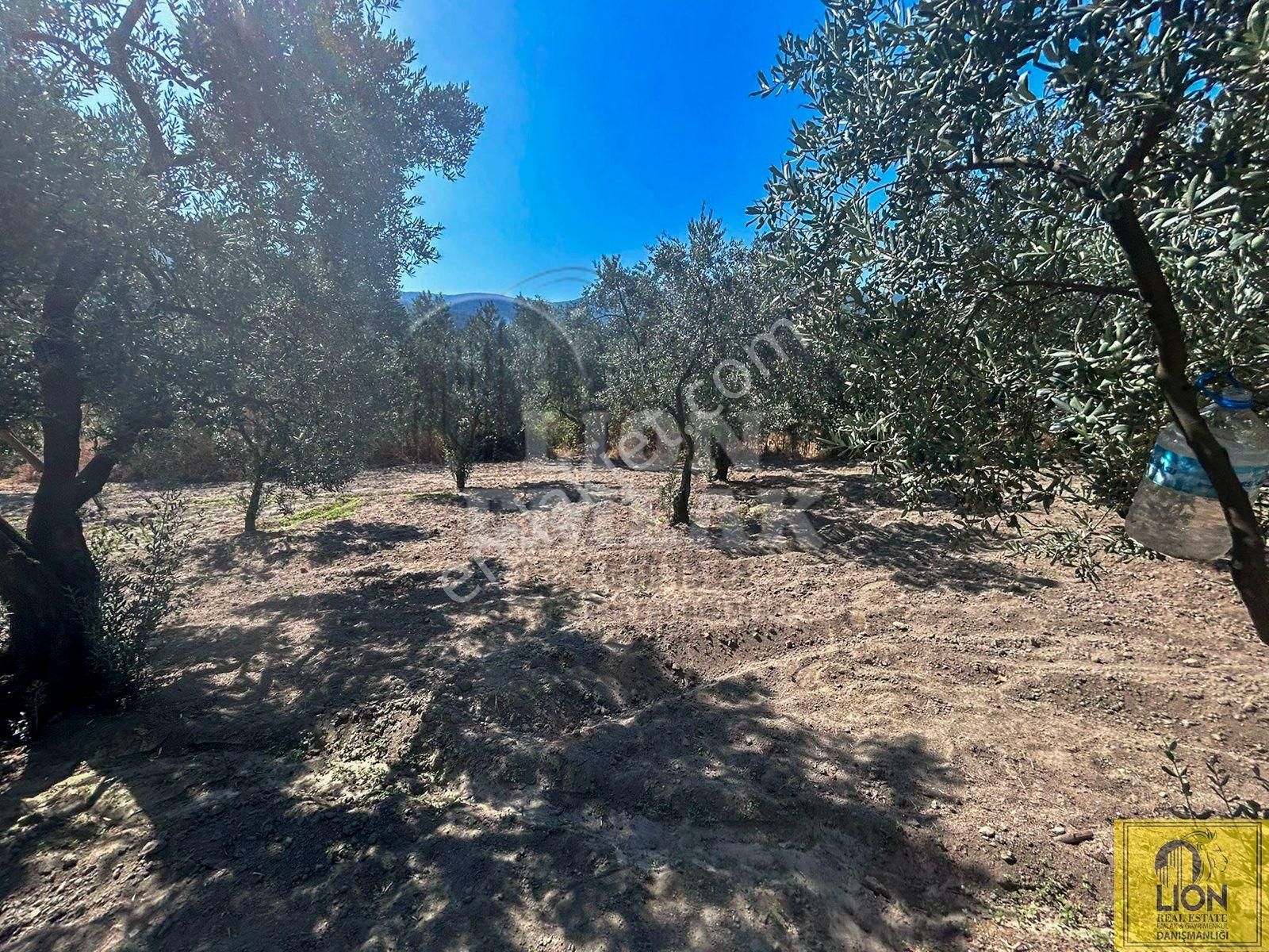 🟨⬛lıon Emlak'tan Balıkesir Erdek Turan Mahallesinde 2840 M² Satılık Zeytinlik⬛🟨 - Görsel 29