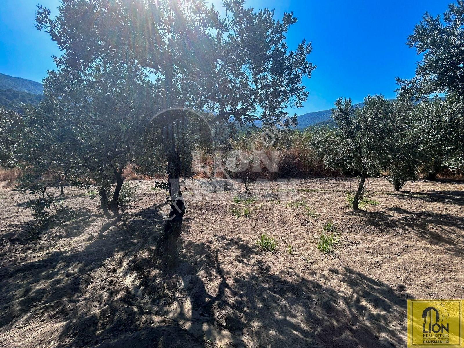 🟨⬛lıon Emlak'tan Balıkesir Erdek Turan Mahallesinde 2840 M² Satılık Zeytinlik⬛🟨 - Görsel 31