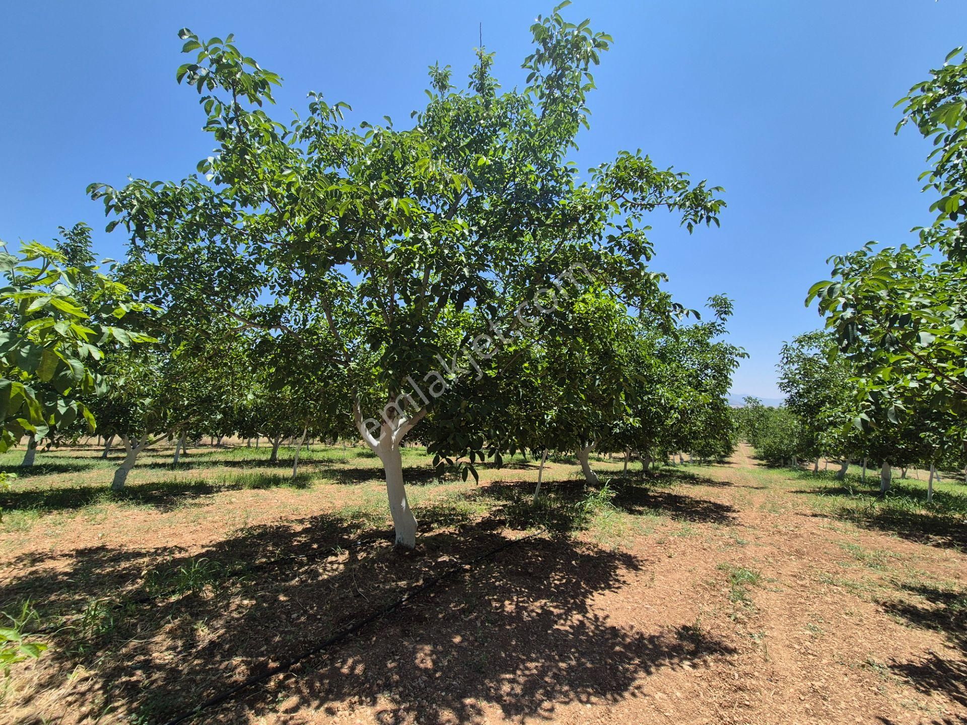 Yeşilyayla'da Satılık 19.759m² Ceviz (chandler) Bahçesi Ve Evi - Görsel 14