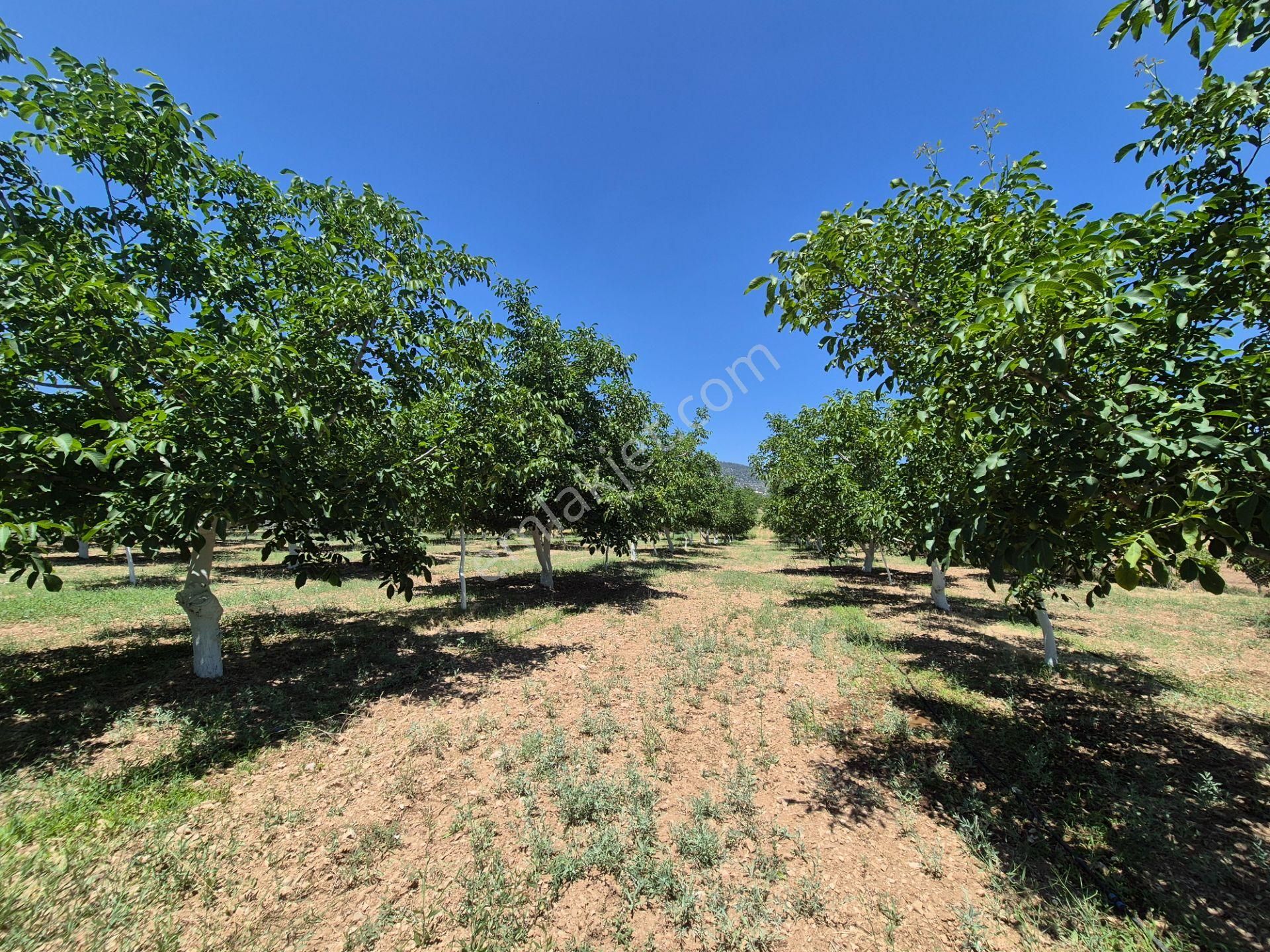 Yeşilyayla'da Satılık 19.759m² Ceviz (chandler) Bahçesi Ve Evi - Görsel 13