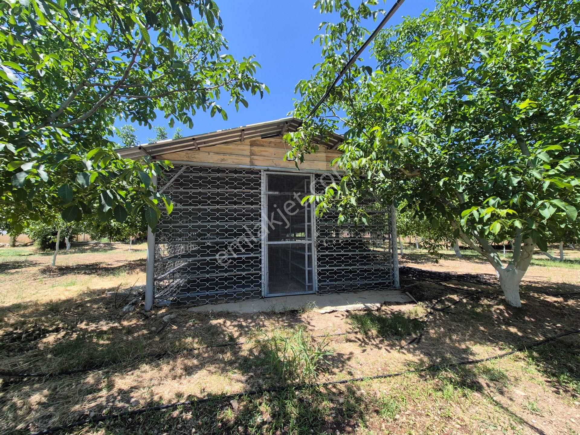 Yeşilyayla'da Satılık 19.759m² Ceviz (chandler) Bahçesi Ve Evi - Görsel 11