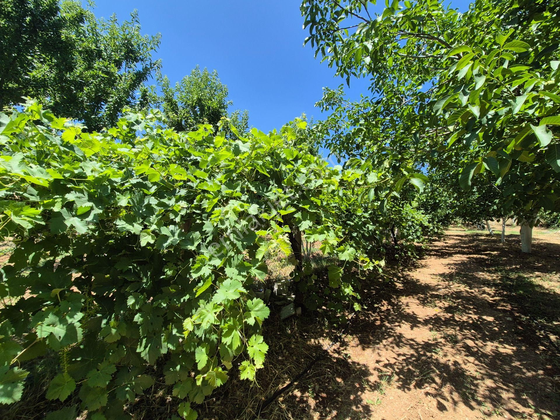 Yeşilyayla'da Satılık 19.759m² Ceviz (chandler) Bahçesi Ve Evi - Görsel 16