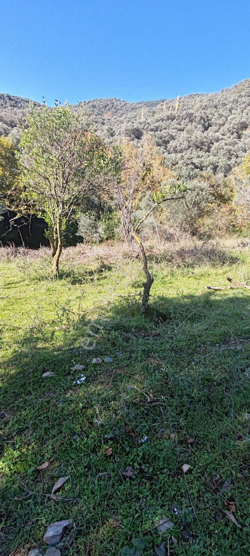 İzmir Bayındır Sarıyurt Mahallesinde Dere Kenarı Düz Konumda 287 M² Bahçe Satılıktır - Görsel 9